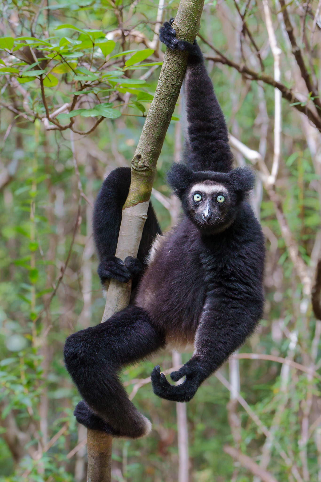 Indri Lemur Gymnastics
