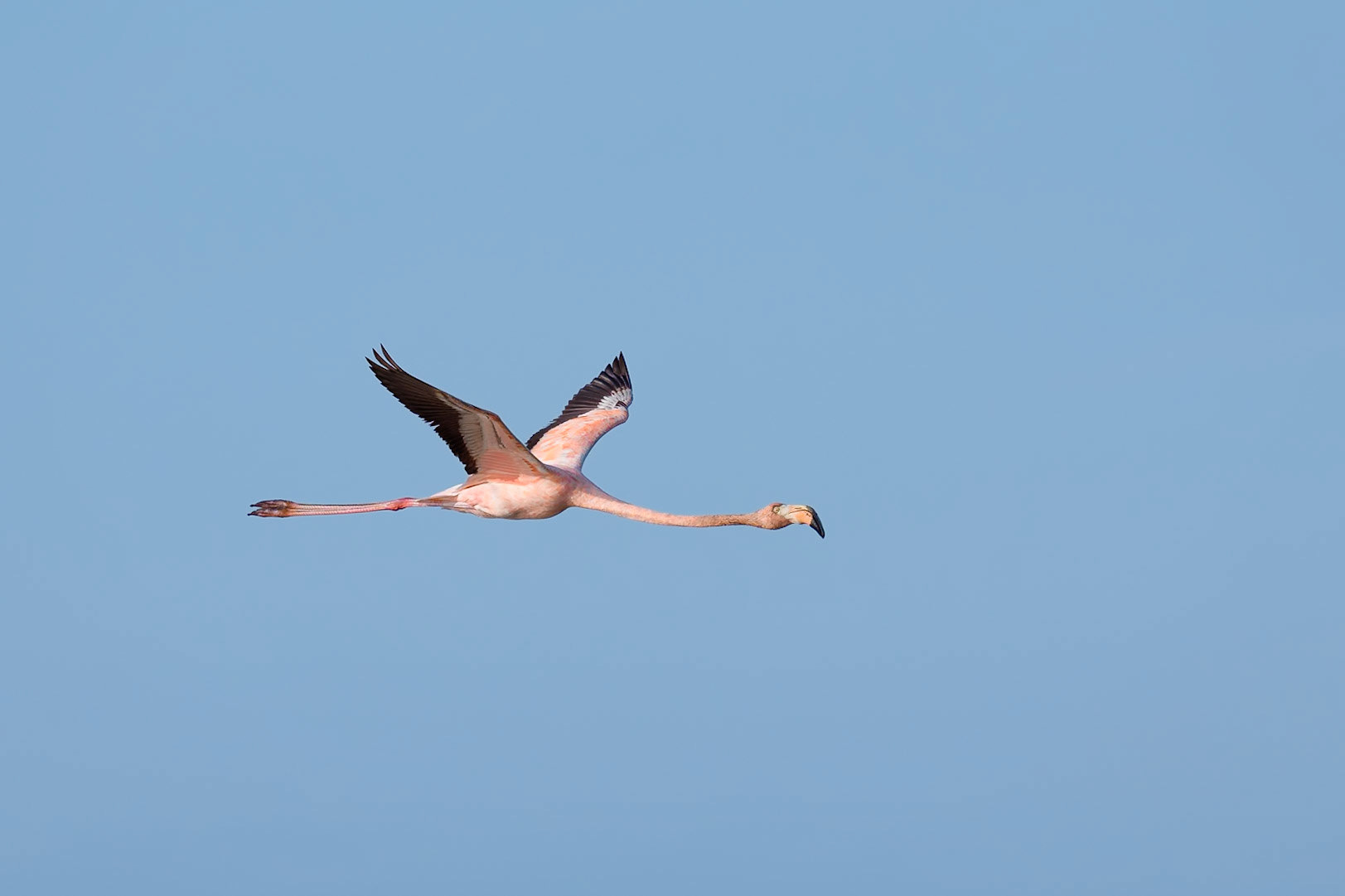 American Flamingo
