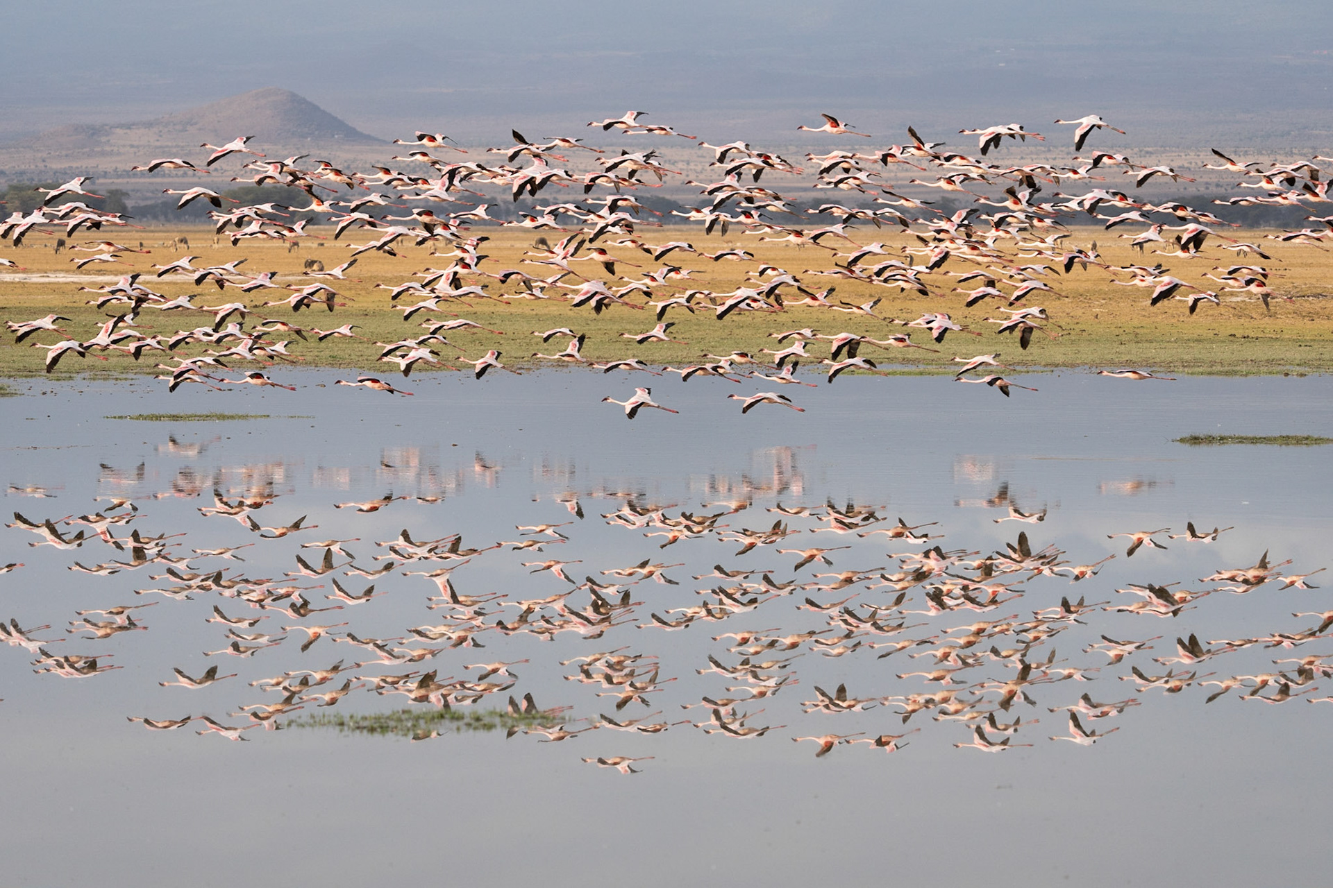 A Mirror of Wings