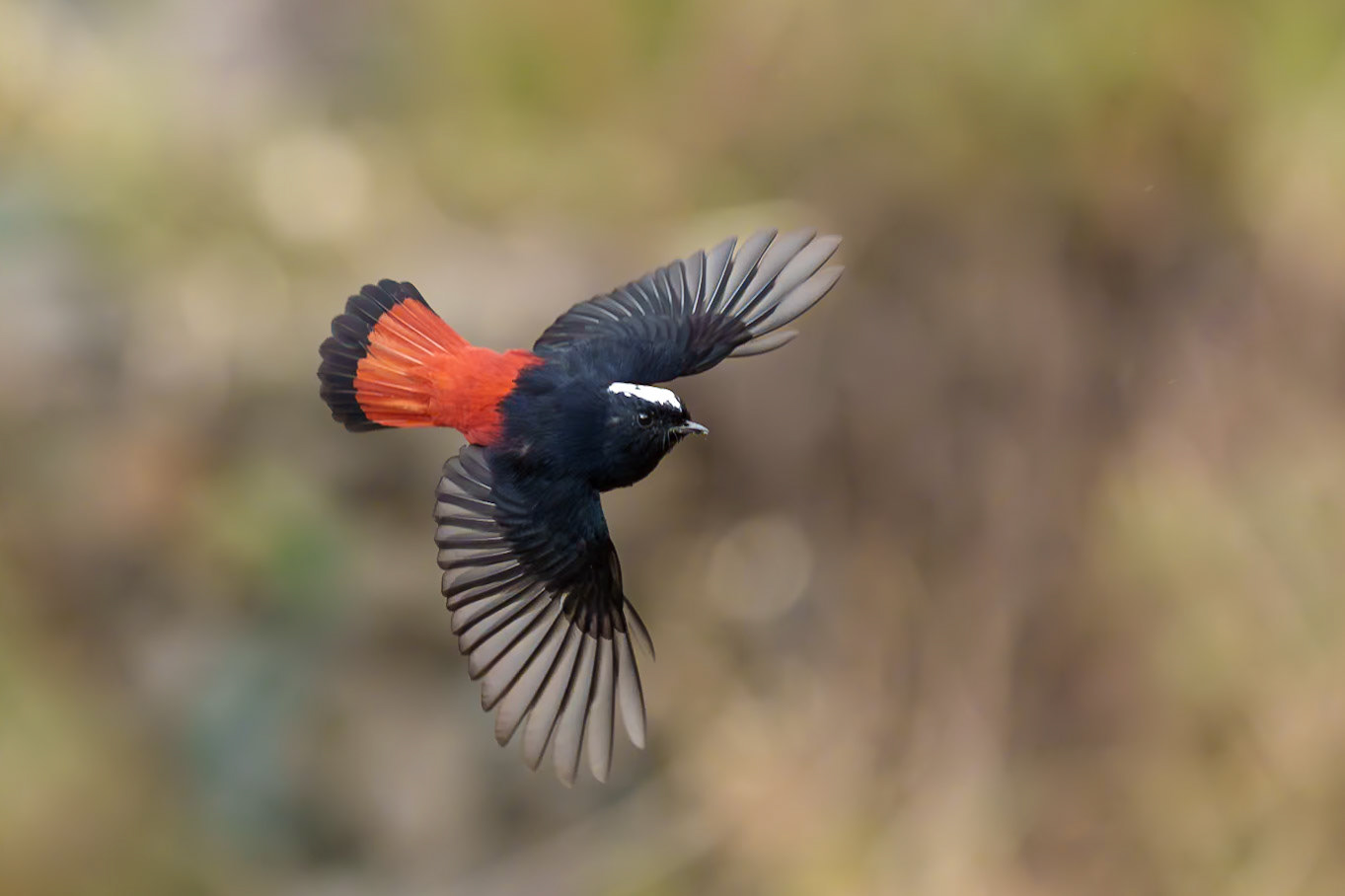 white capped redstart
