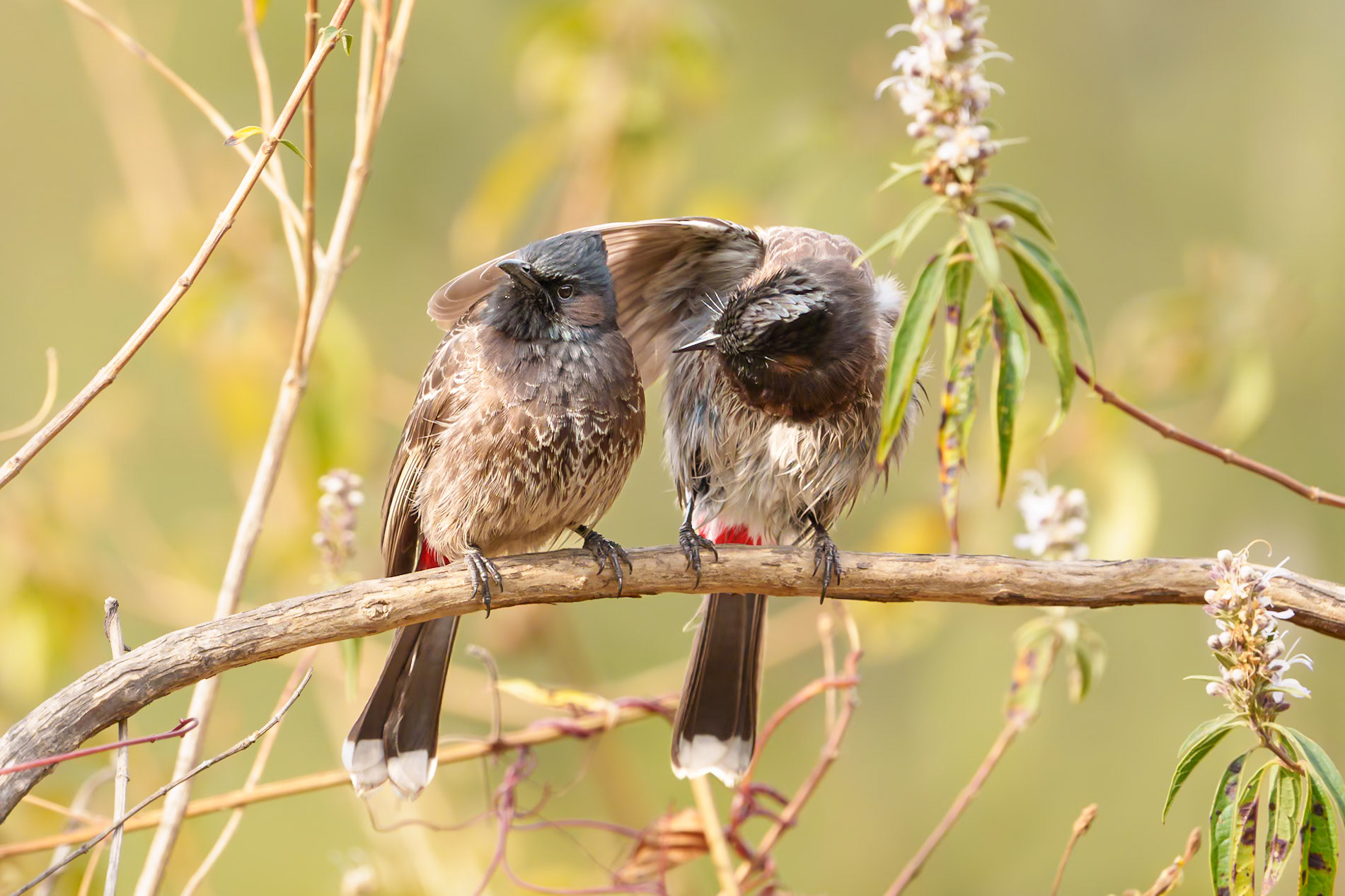 red vented bulbul