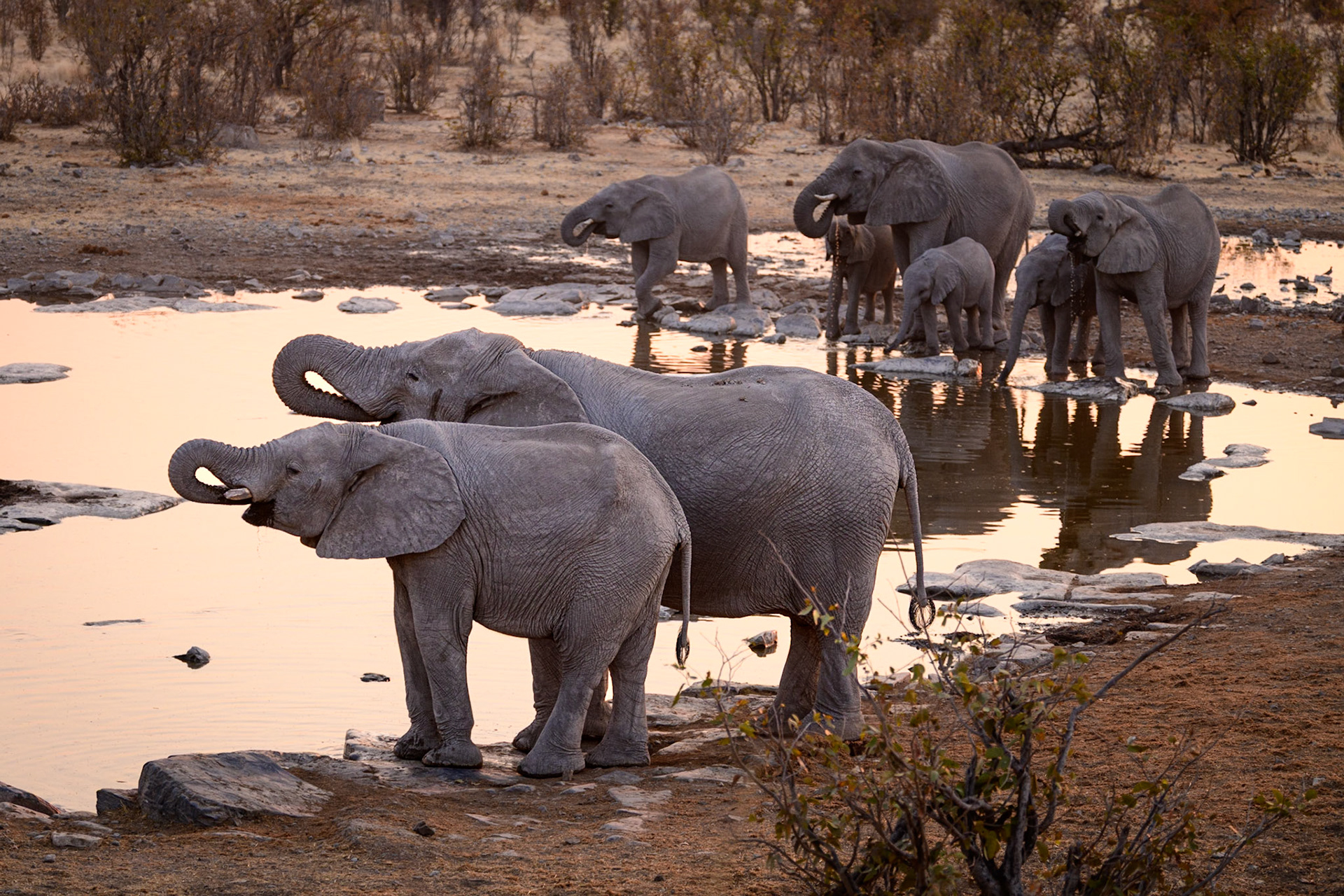 Elephant