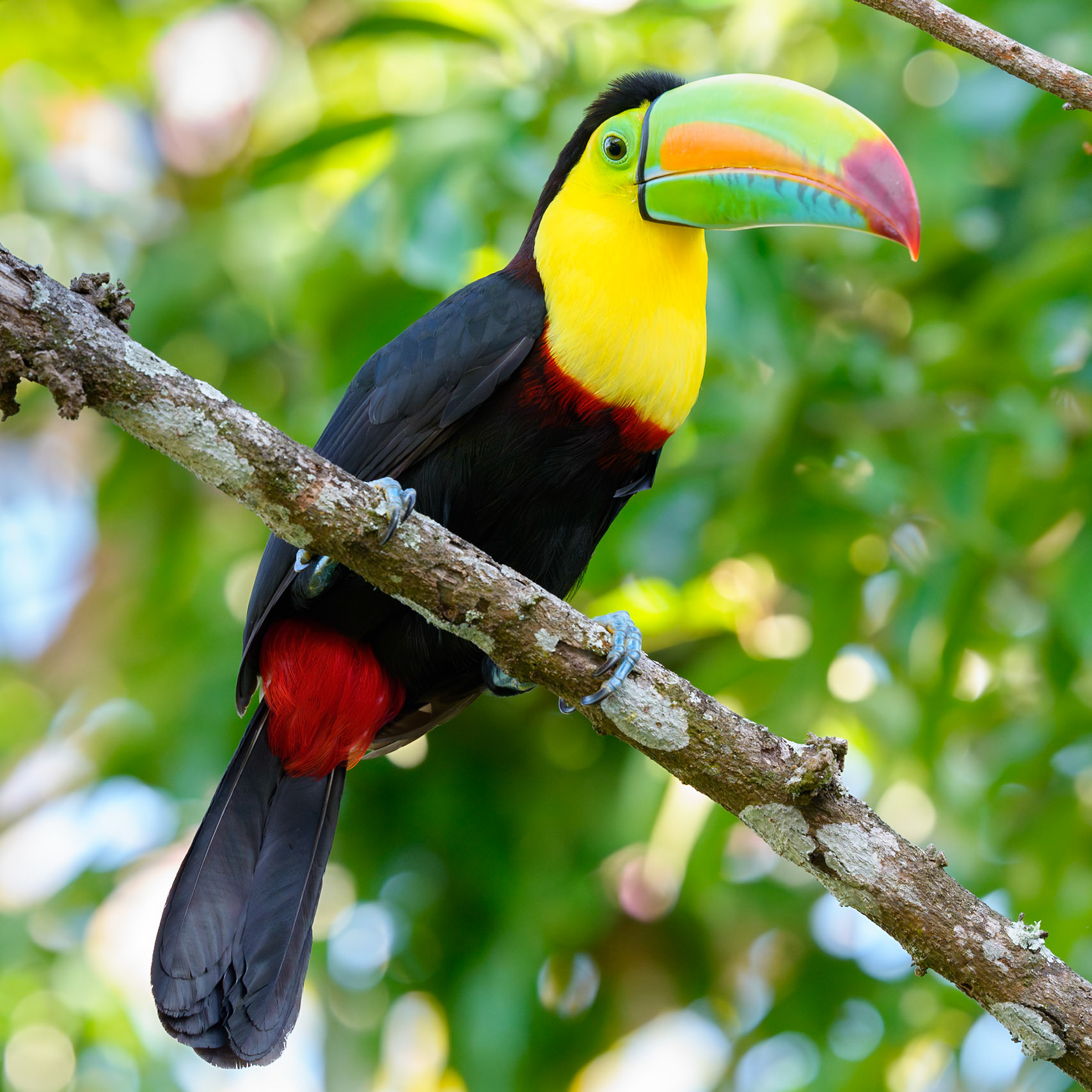 Keel-Billed Toucan