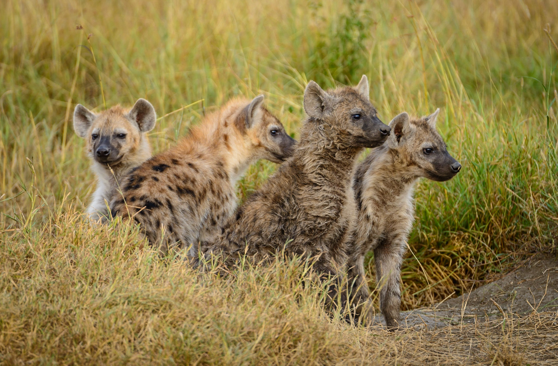 The Curious Four