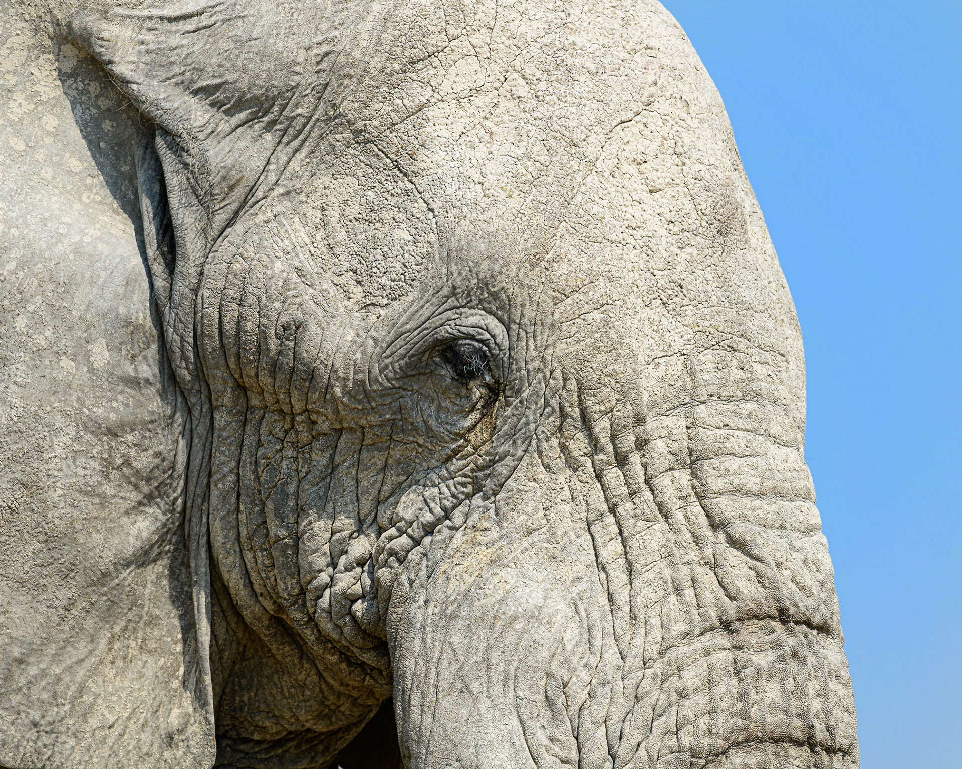 Eye of the Elephant