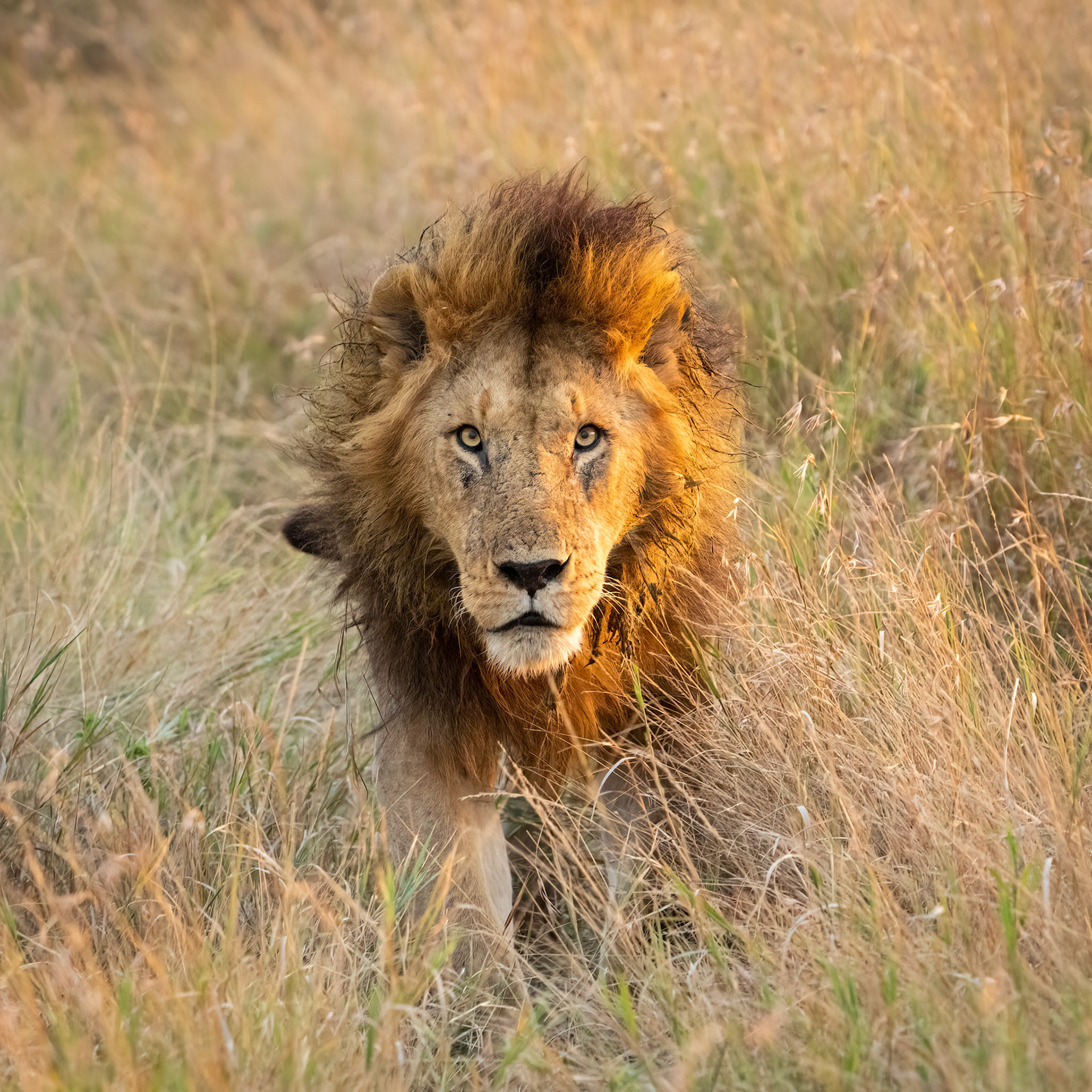 The King
