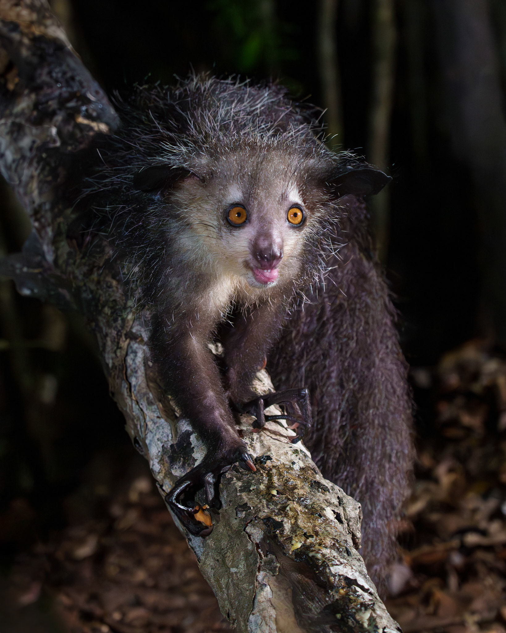 Aye Aye Lemur