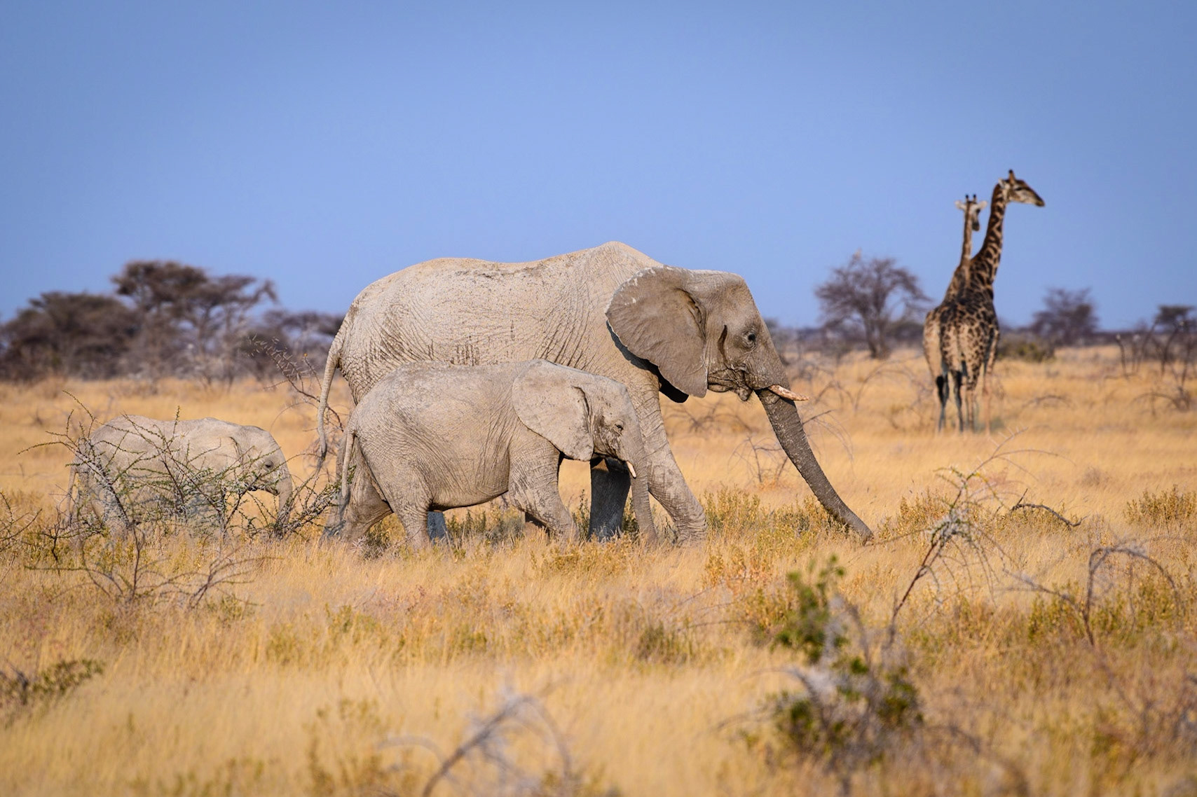 Elephant and Giraffe