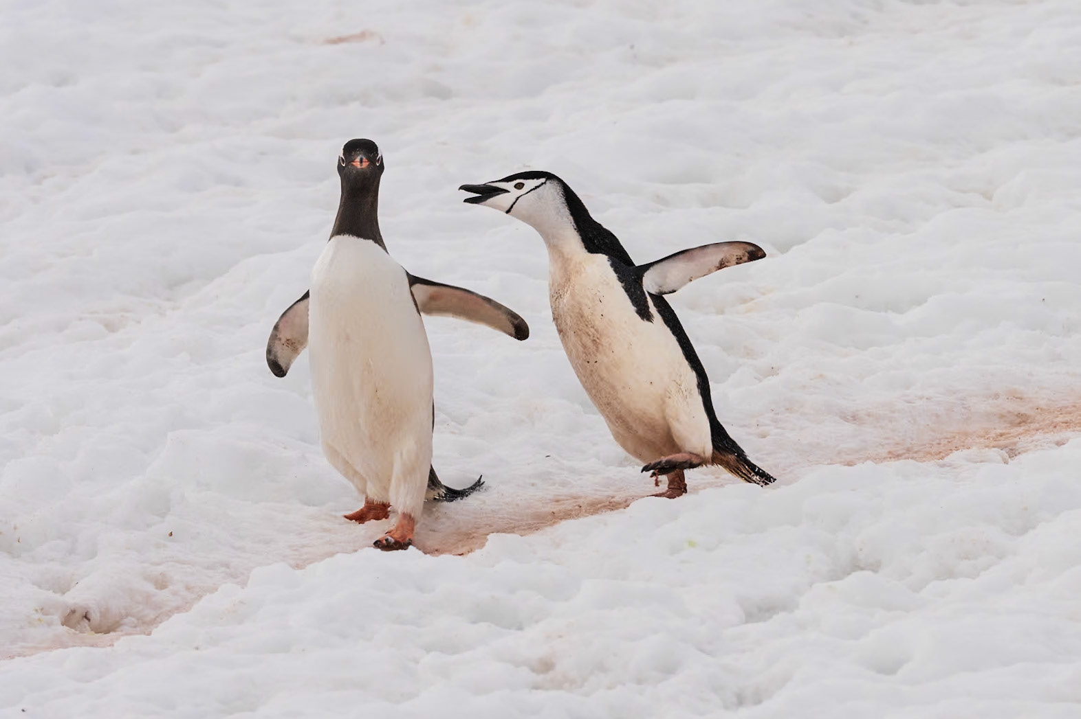 Gentoo Taking it on the Chin