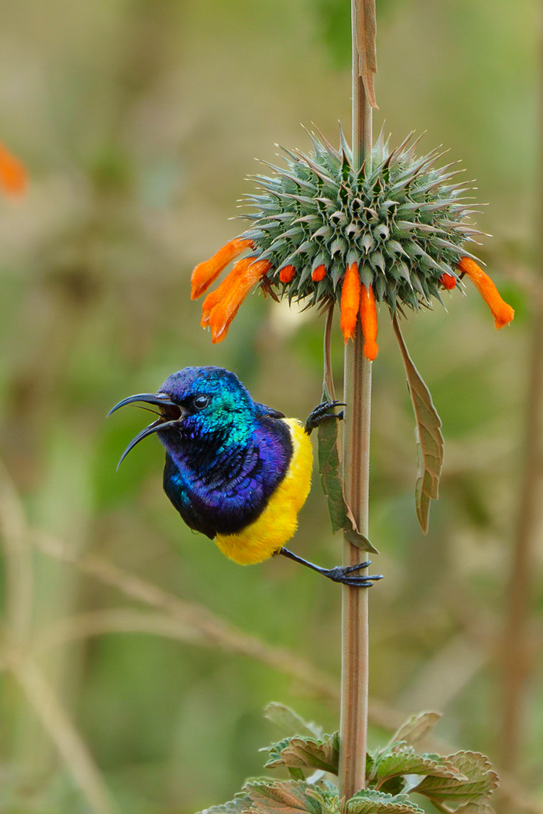 Variable Sunbird