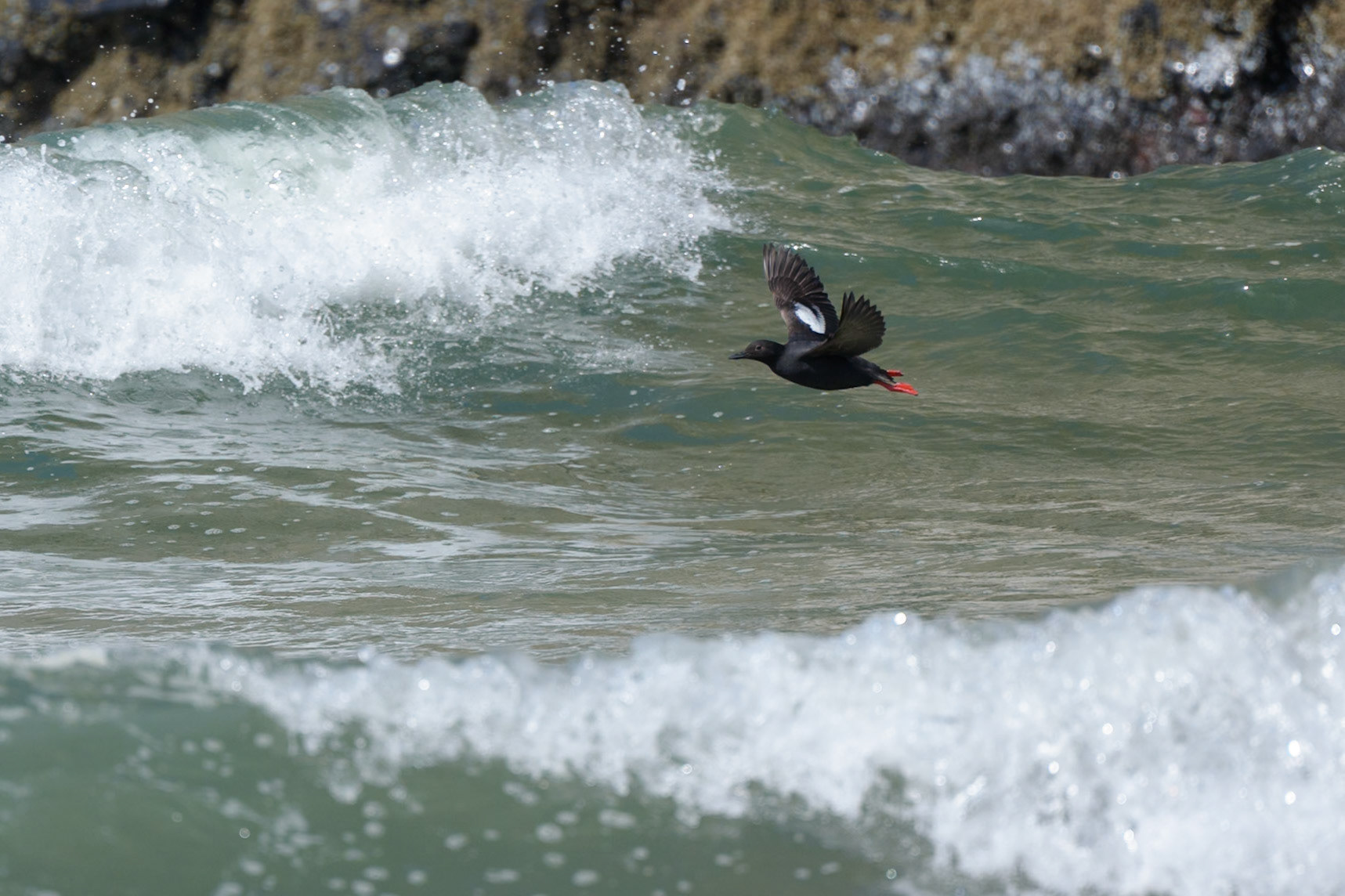 Pigeon Guillemot