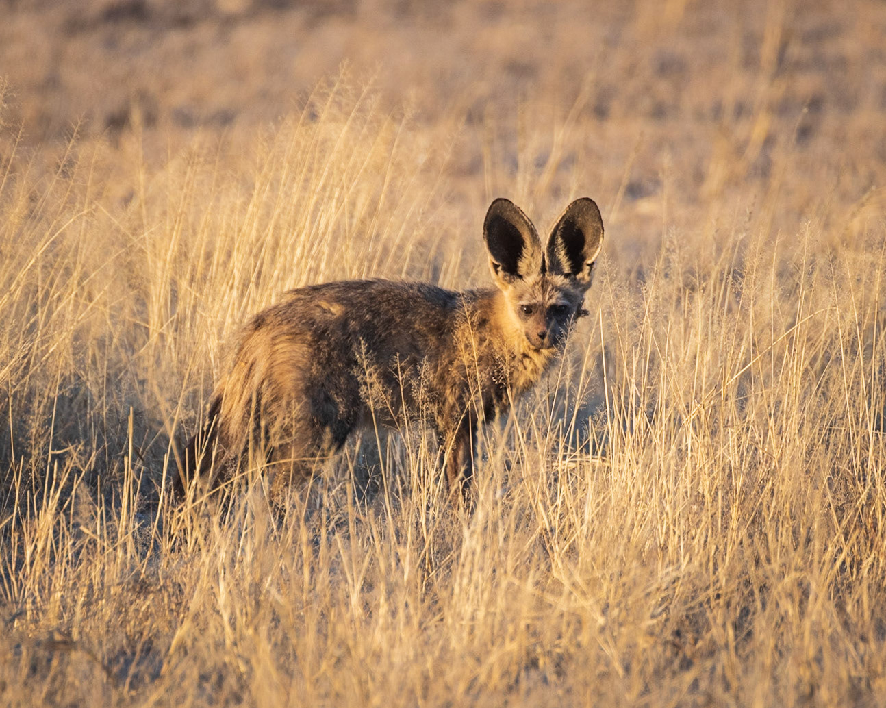 Bat Eared Fox