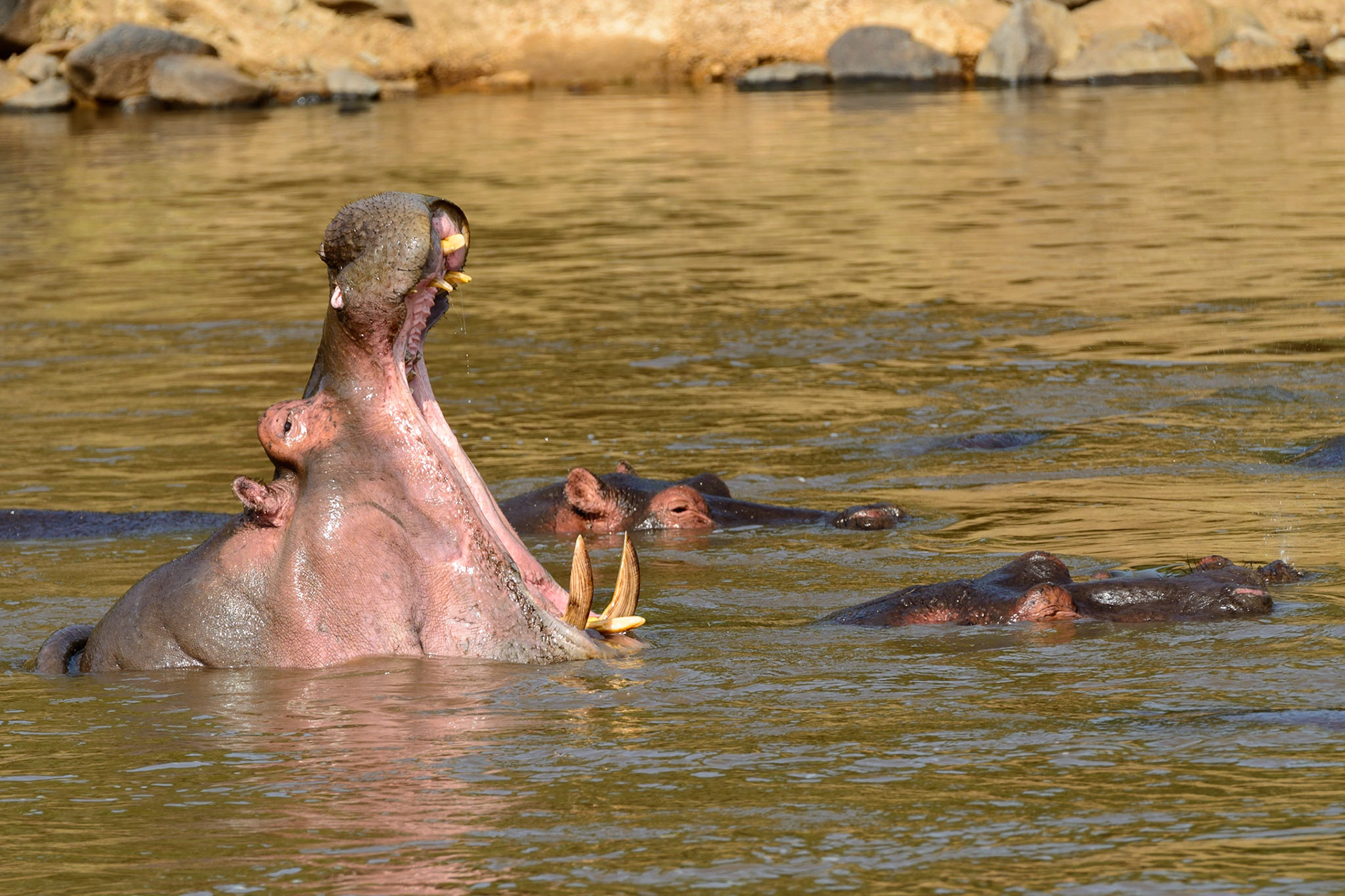 The Gathering Waters