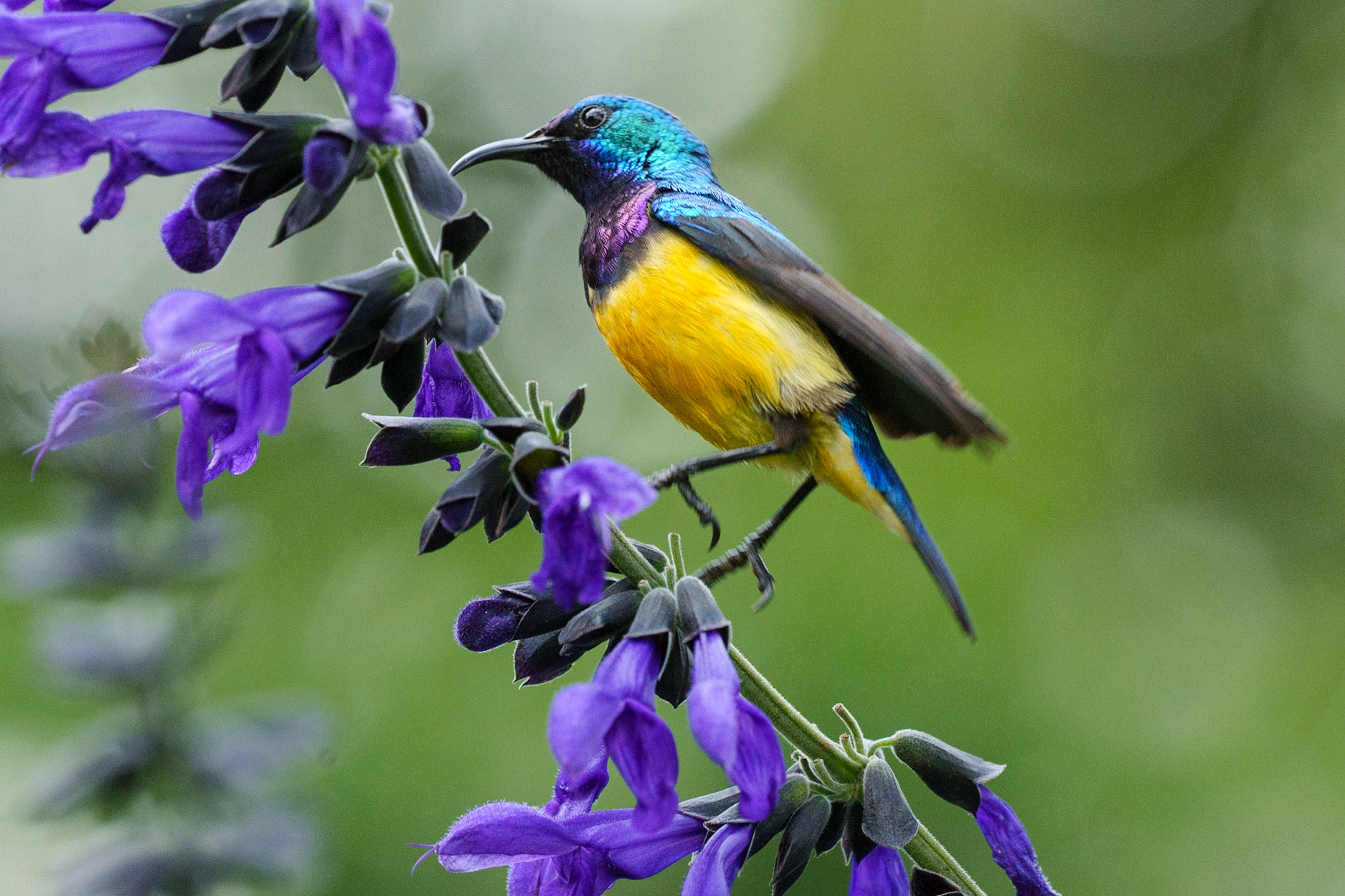 Among the Blooms