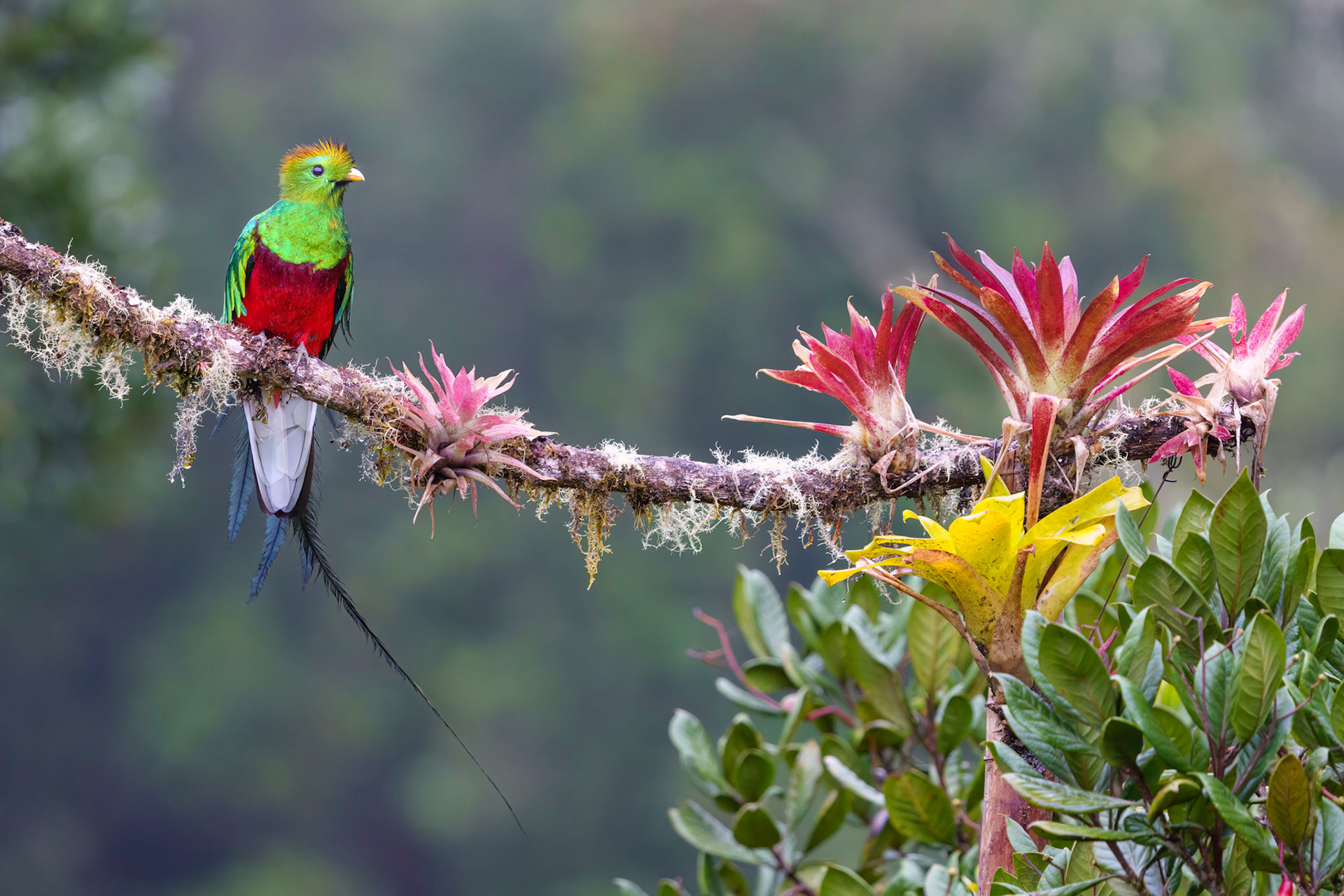 Resplendent Quetzal