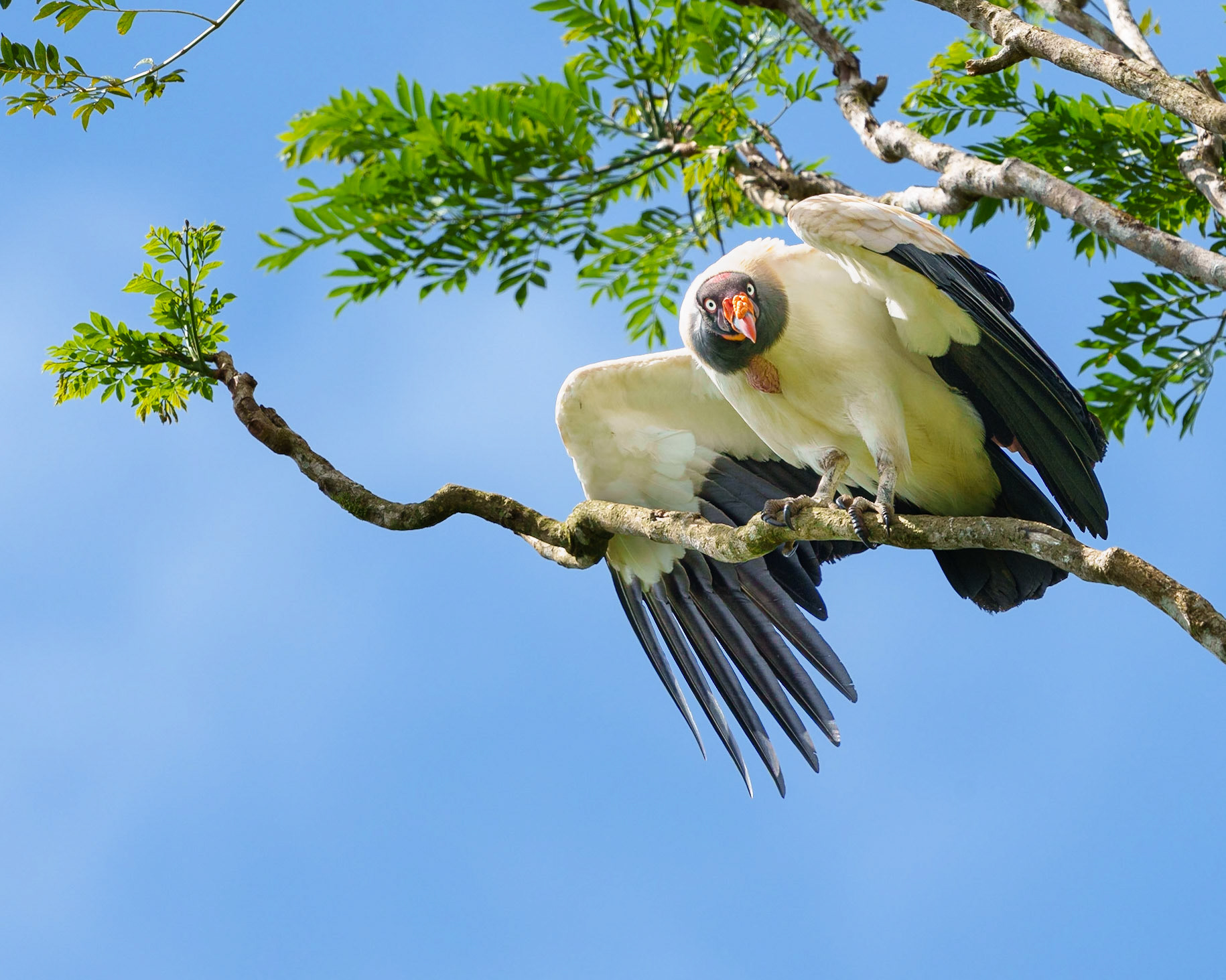 King vulture