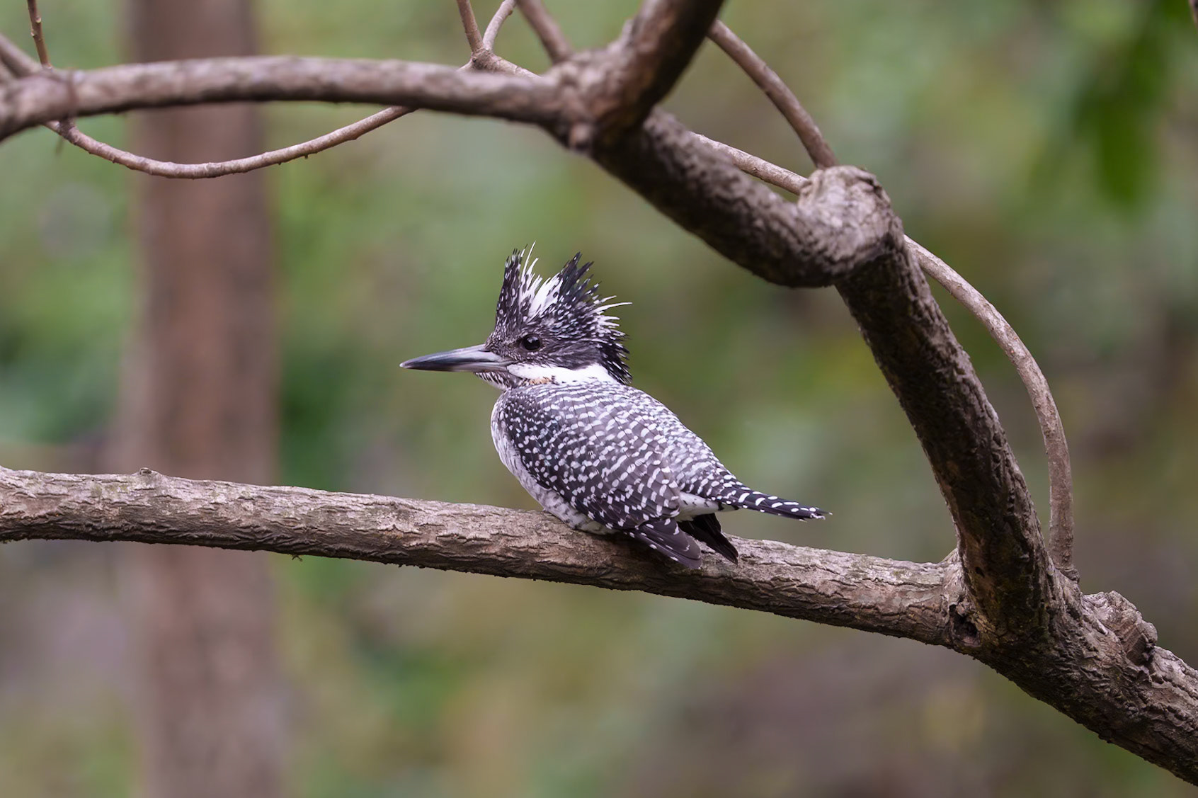 crested Kingfisher