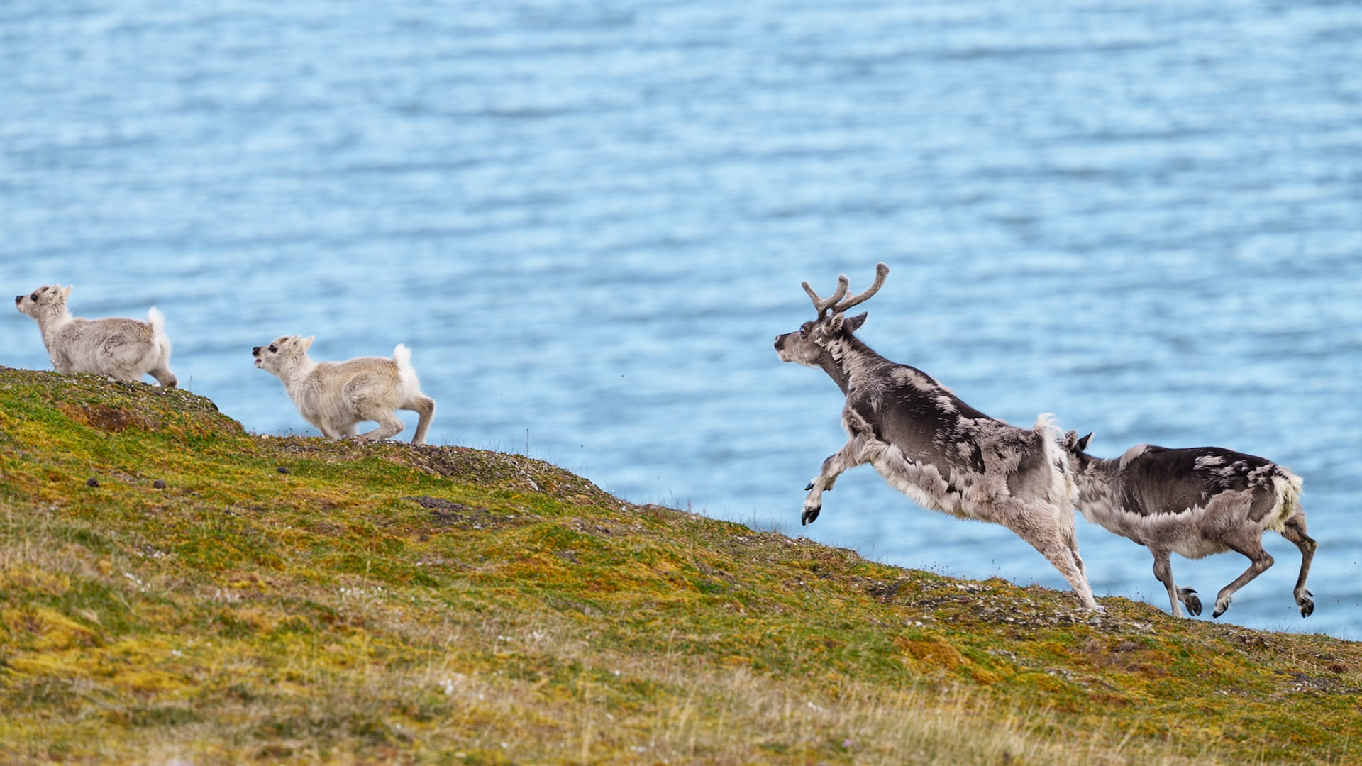 Svalbard reindeer