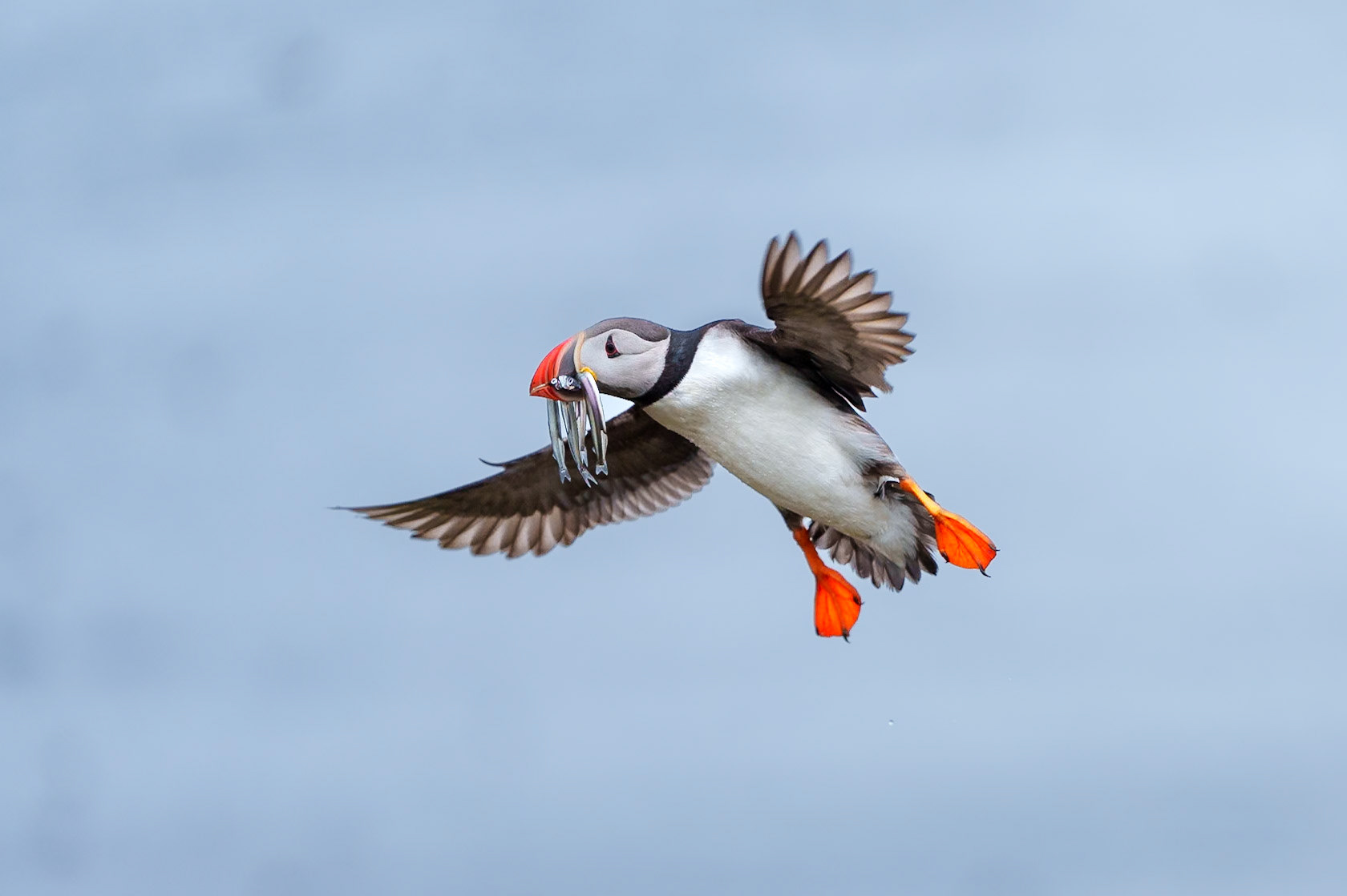 Atlantic Puffin with Sandeels