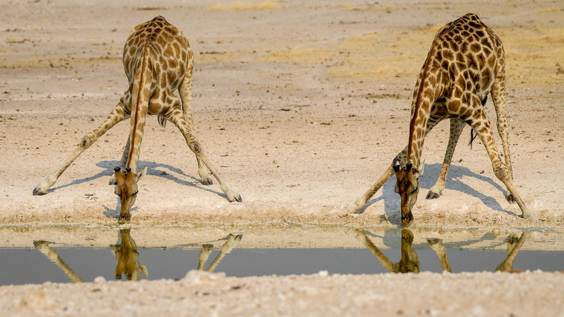 Drinking Giraffes