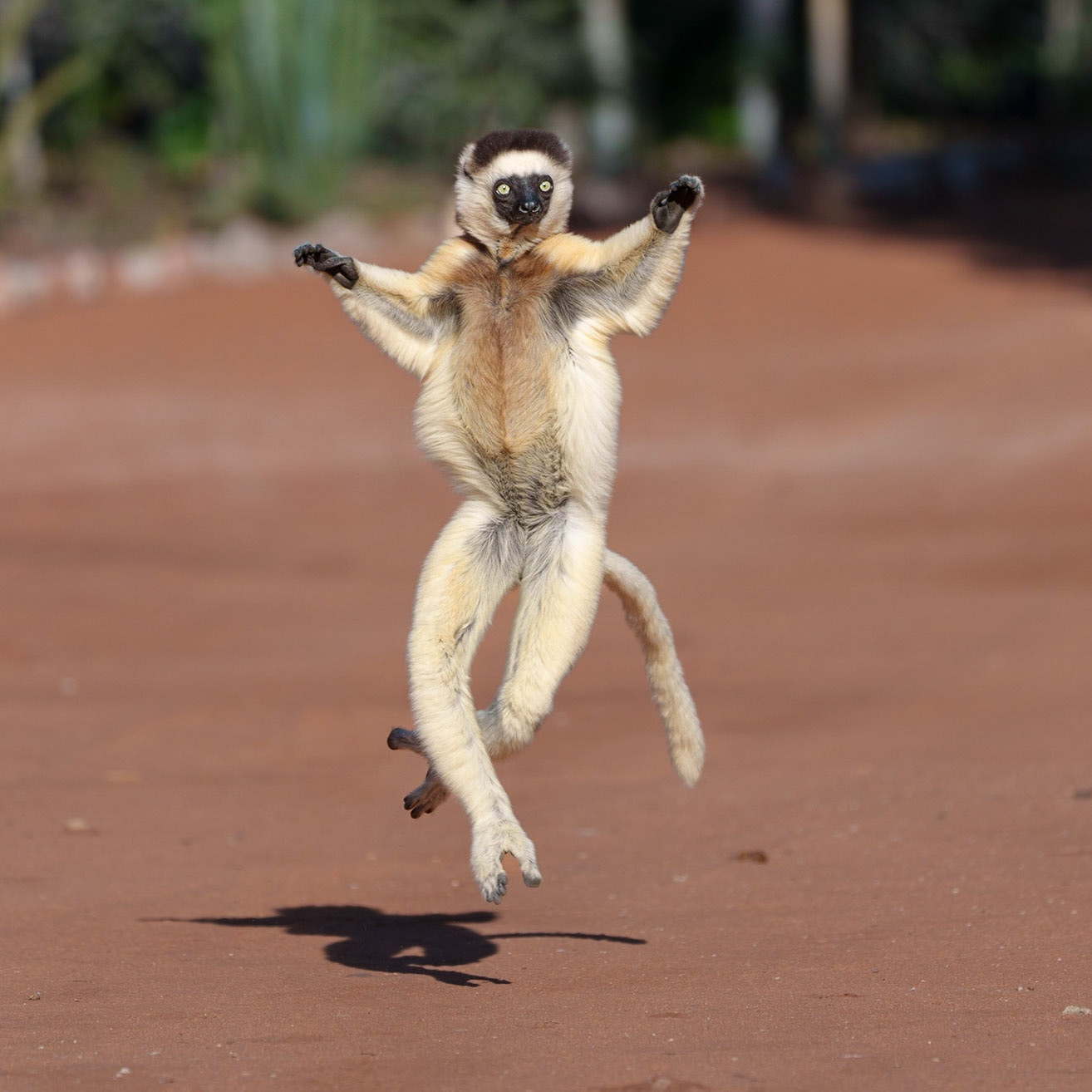 Verreaux's Sifaka