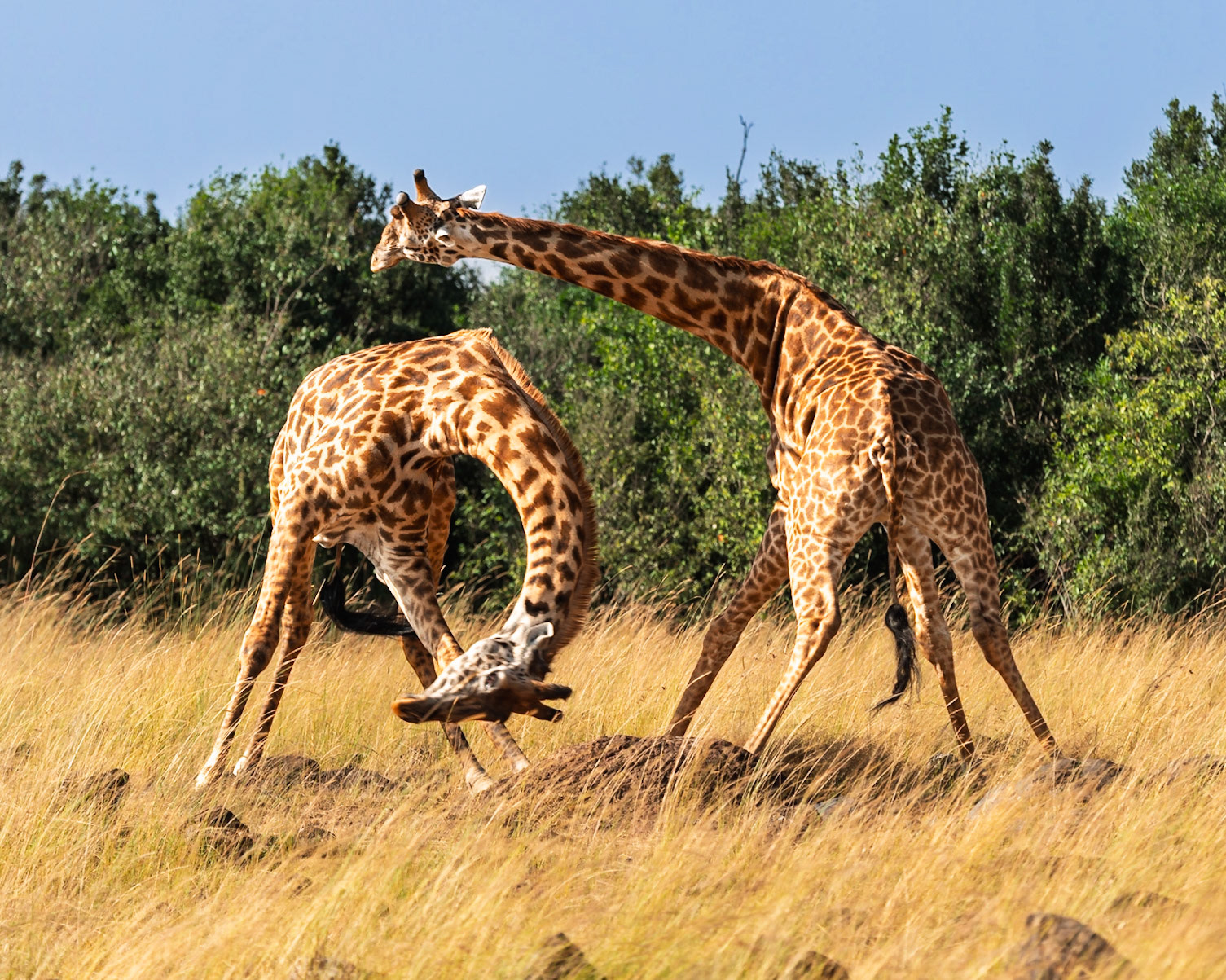 Giraffe Sparring