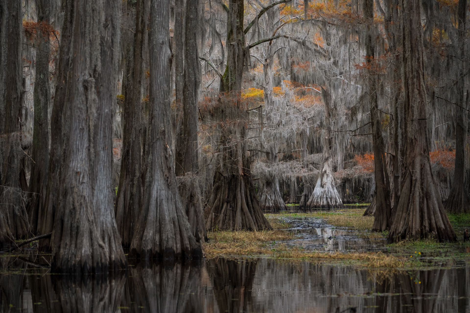 Cypress Trees After Sunset