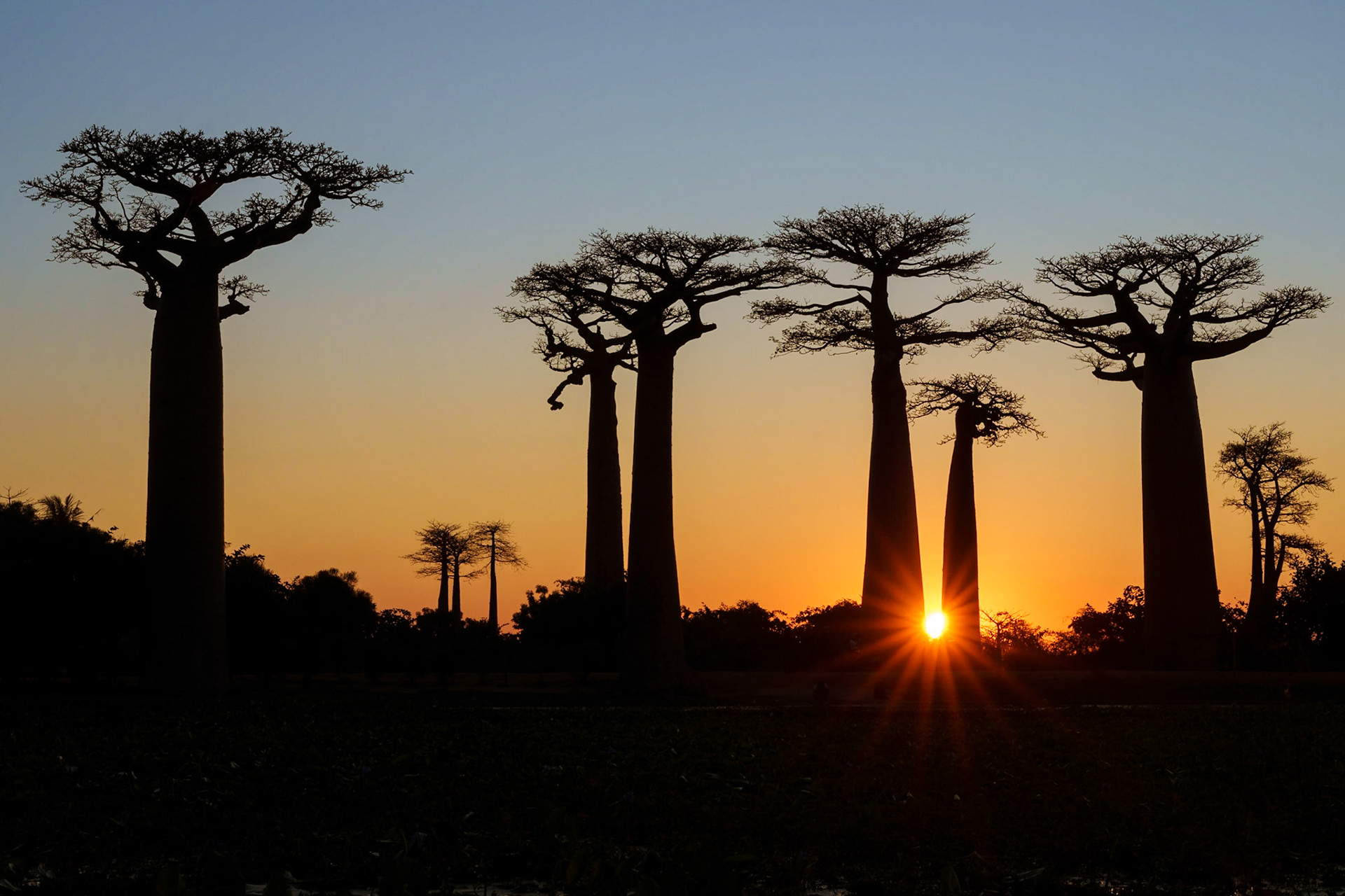 Baobab Tree
