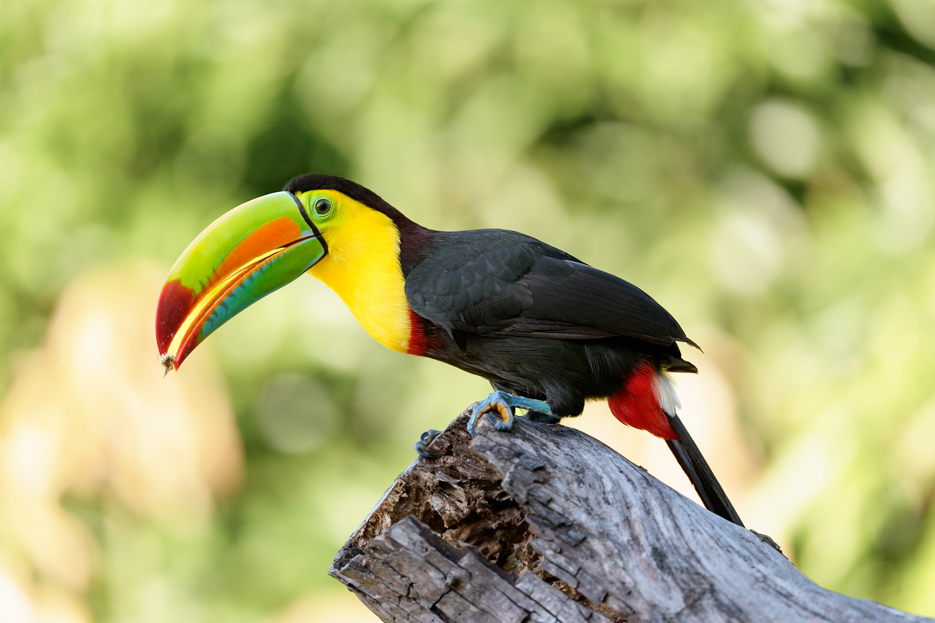 Keel-Billed Toucan