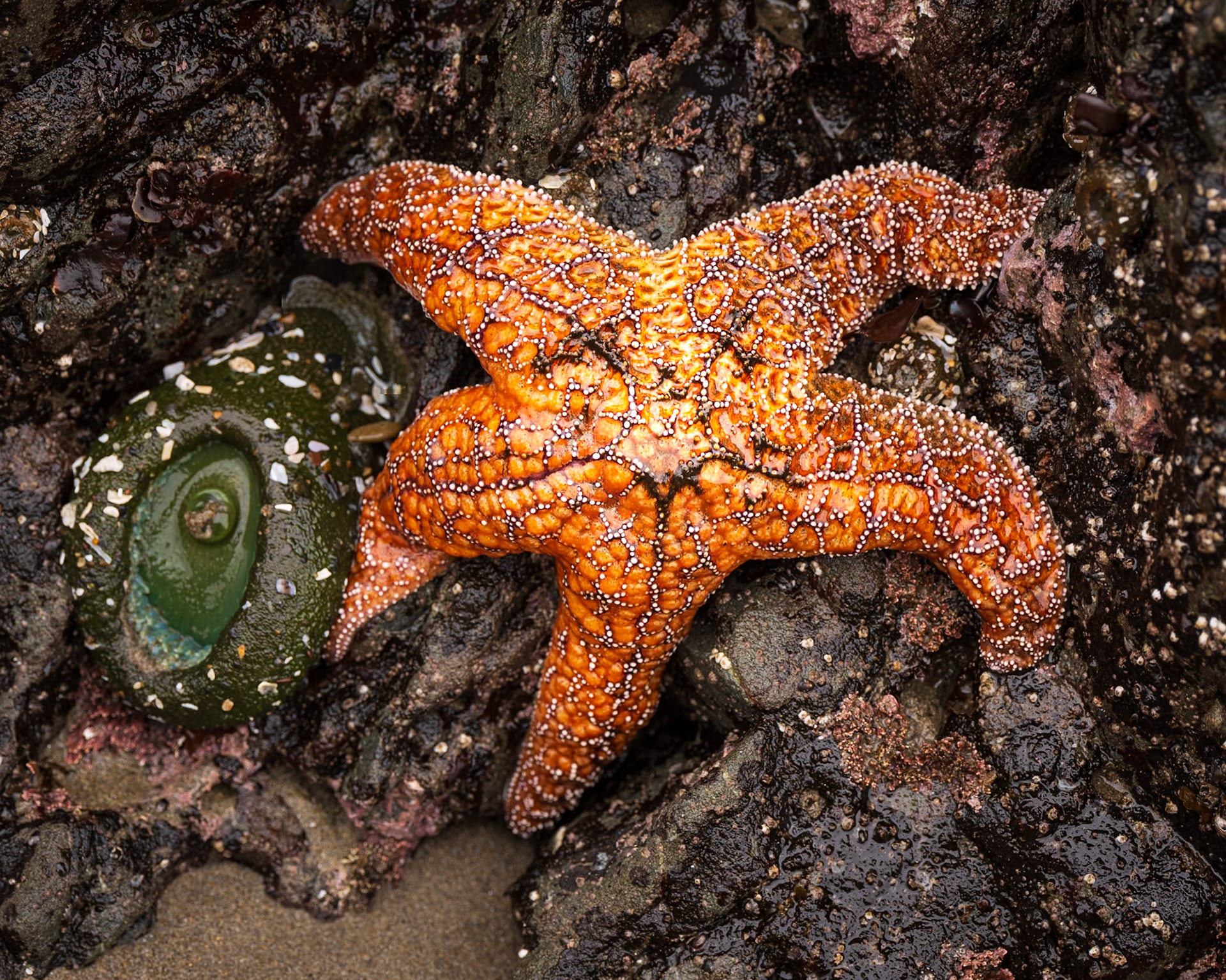 Tidepool Mosaic