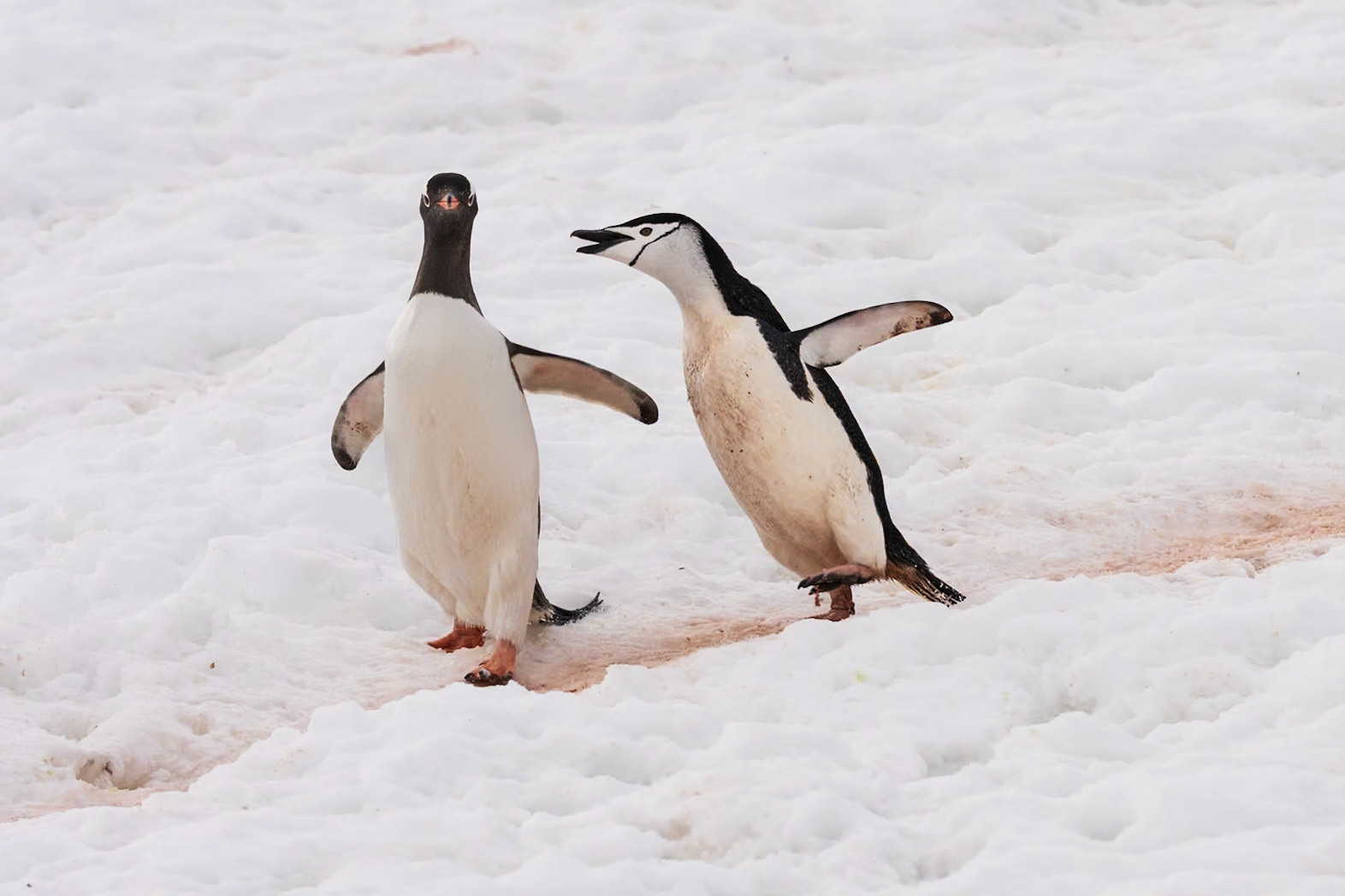 Gentoo Taking it on the Chin