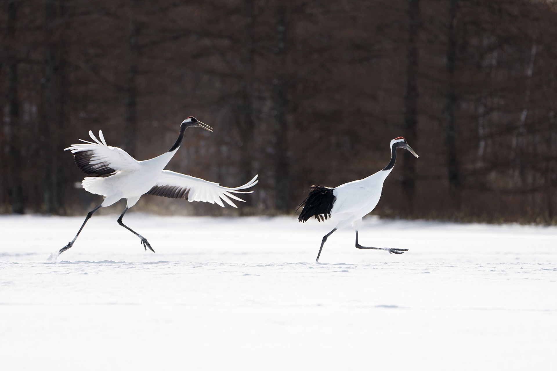 Wait for Me at Asahikawa-Kushiro
