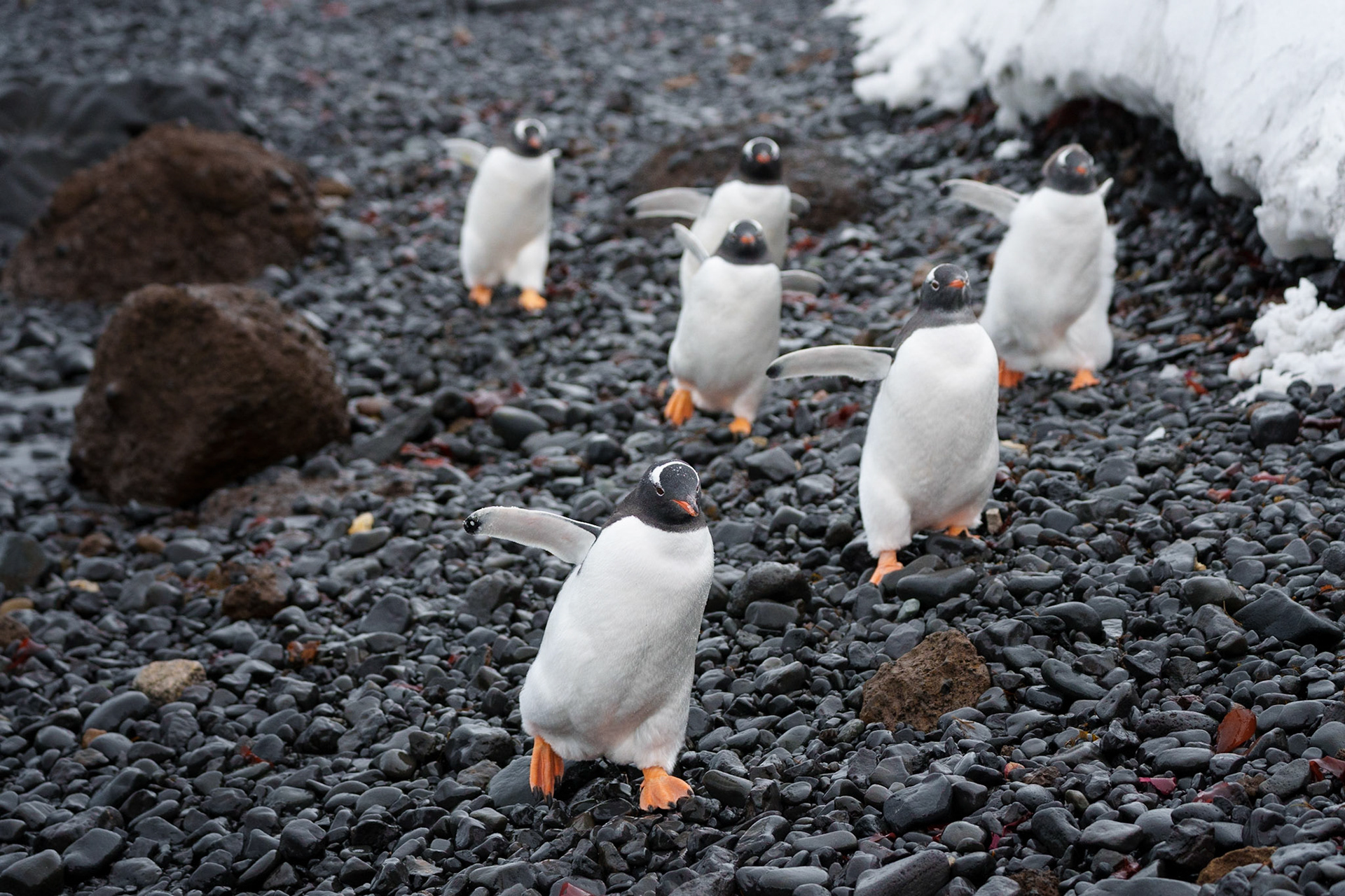 Penguin Olympics at Browns Bluff
