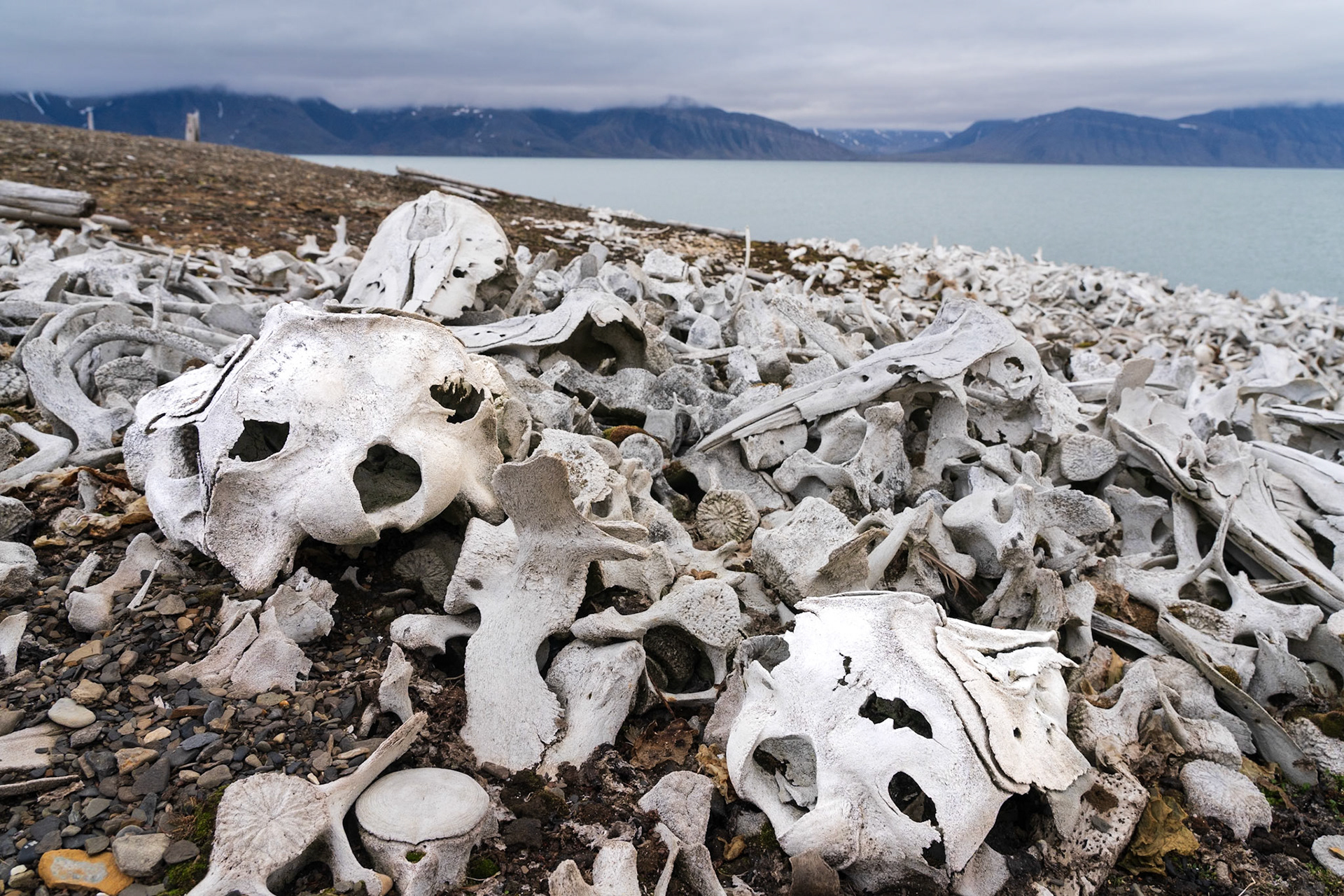 Bones from Beluga whales