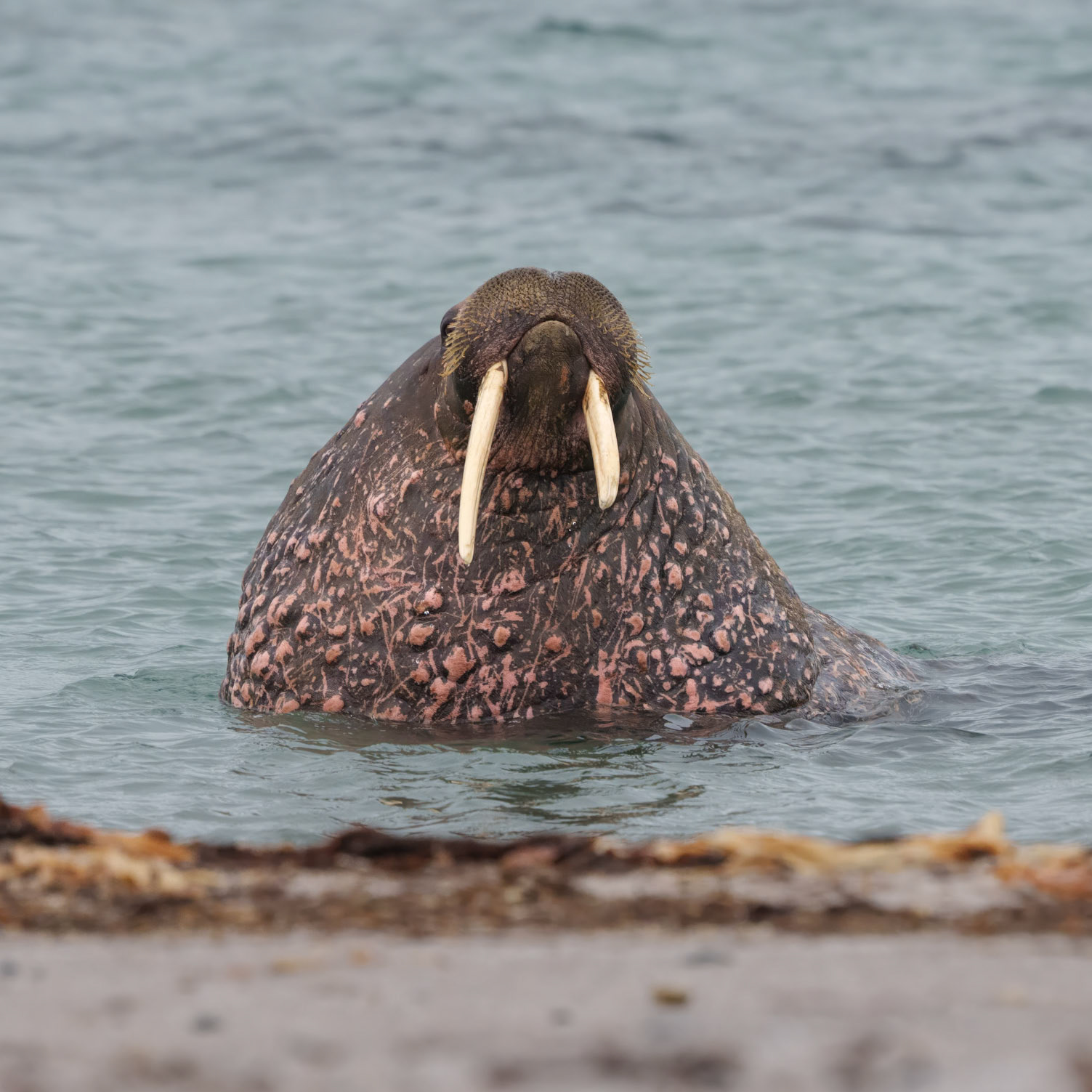 Walrus