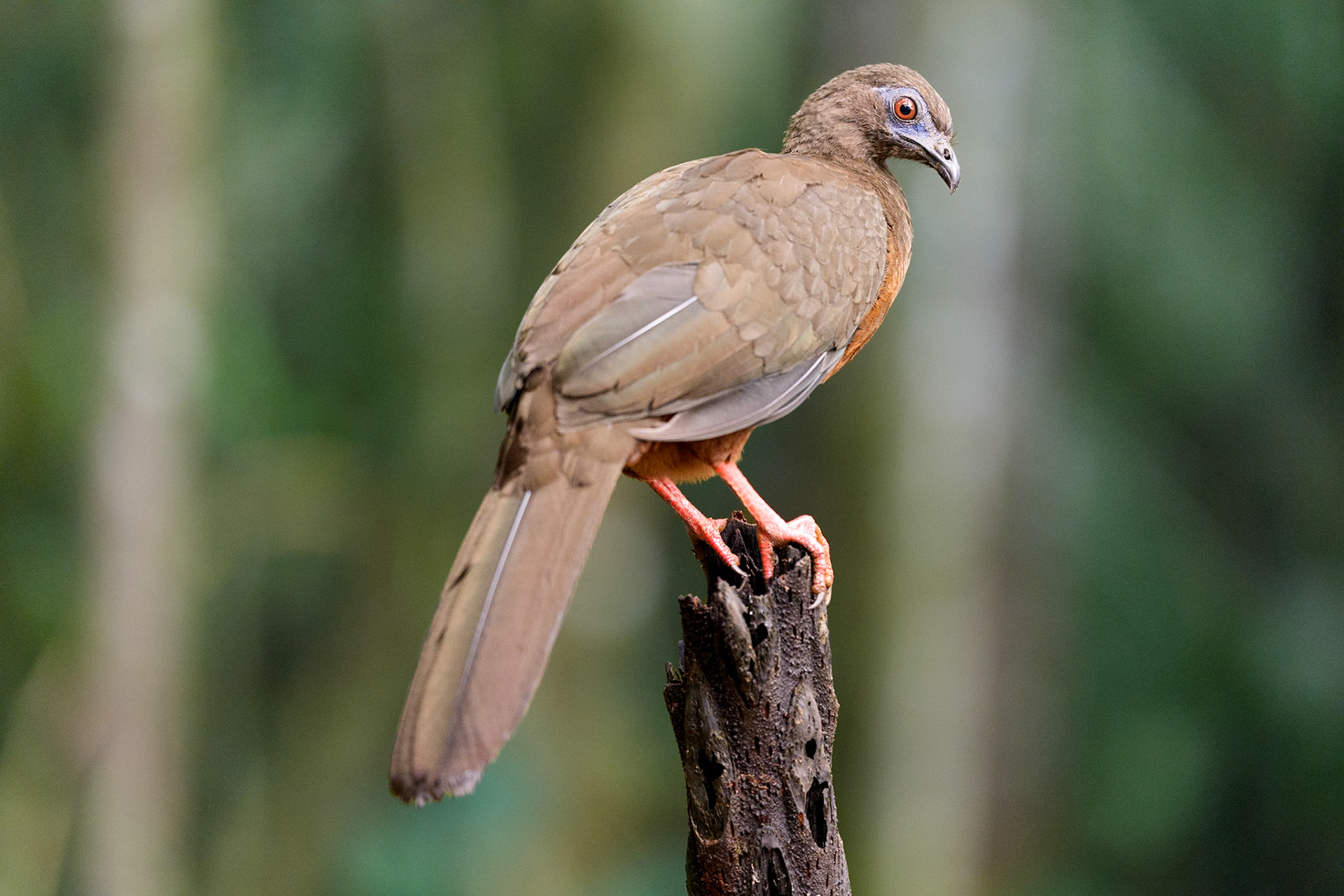 Colombian Chachalaca