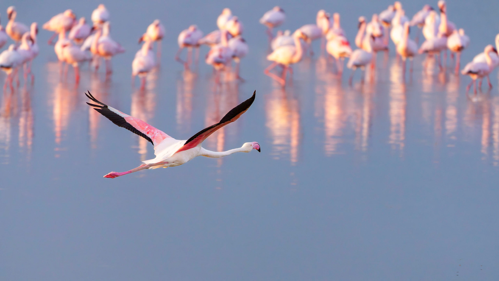 Among Flamingos