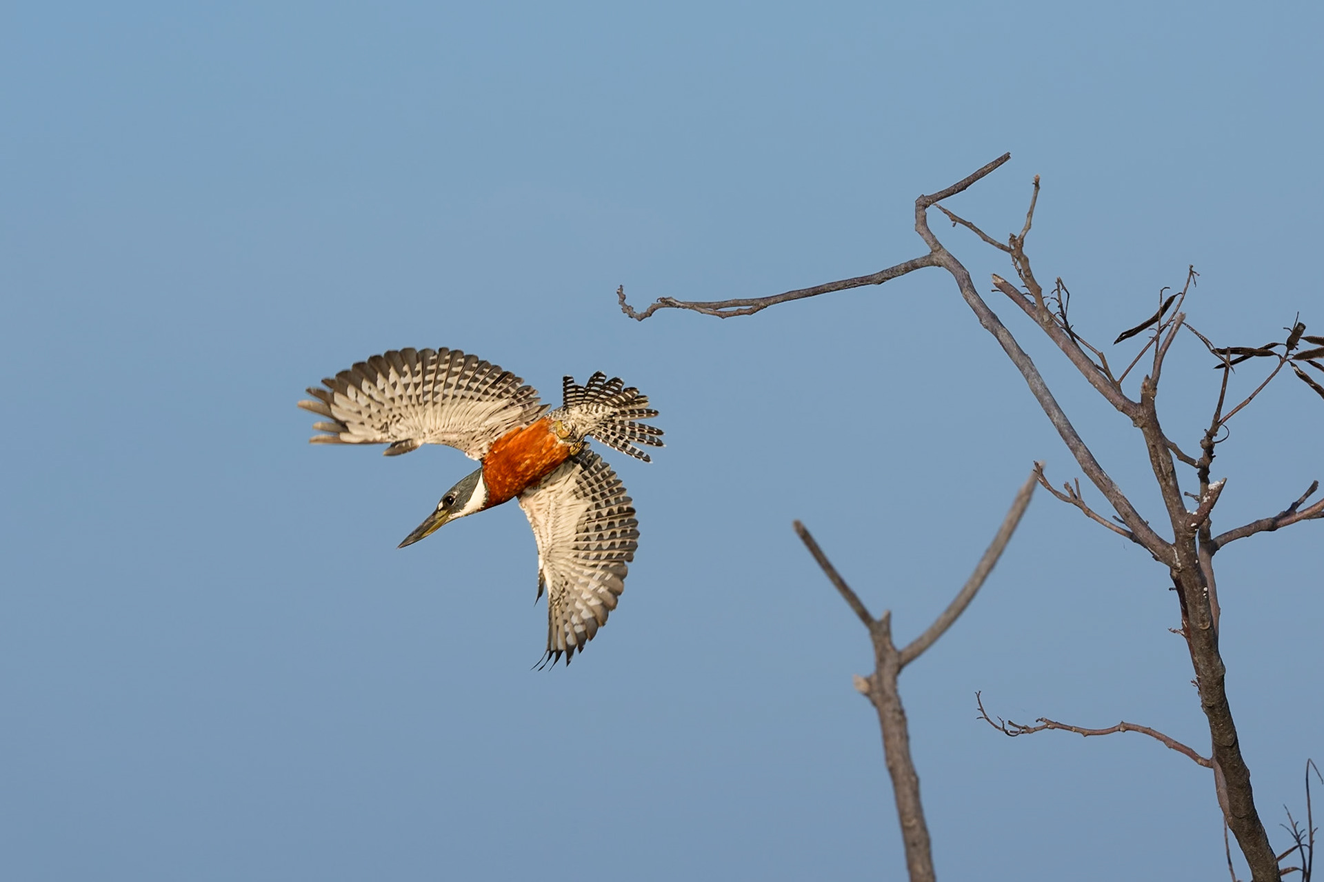 Amazon Kingfisher