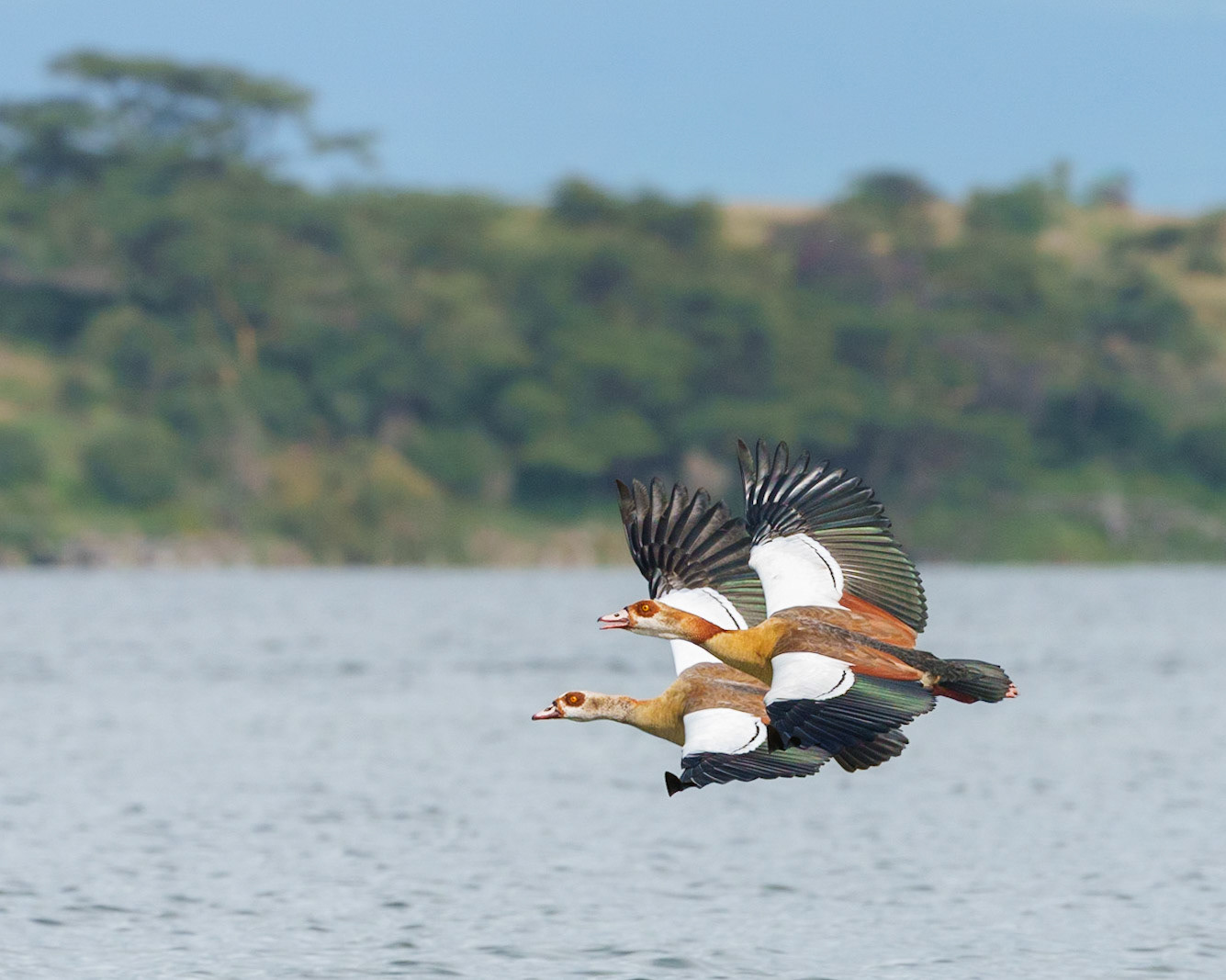 Sky King
