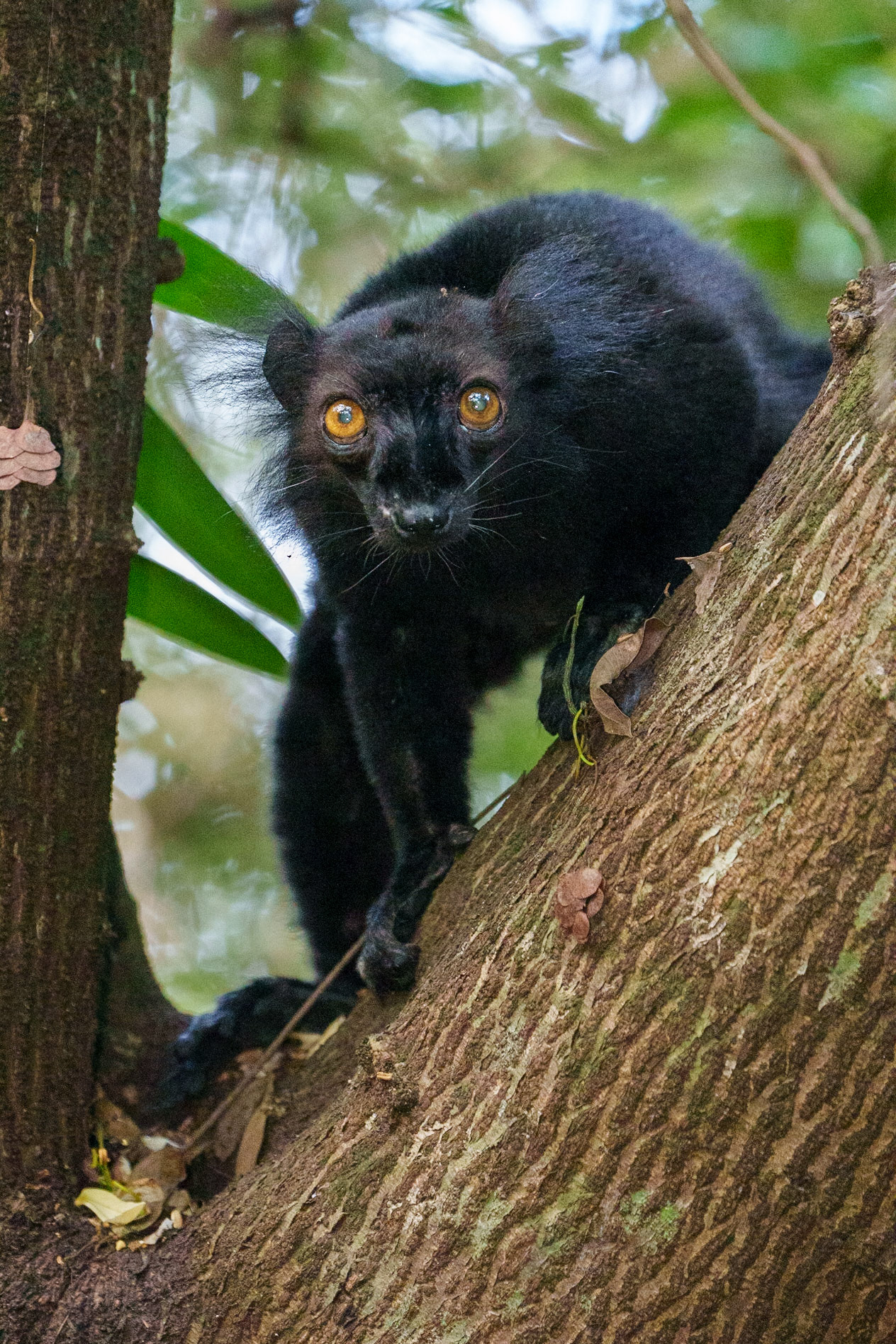 Black Lemur