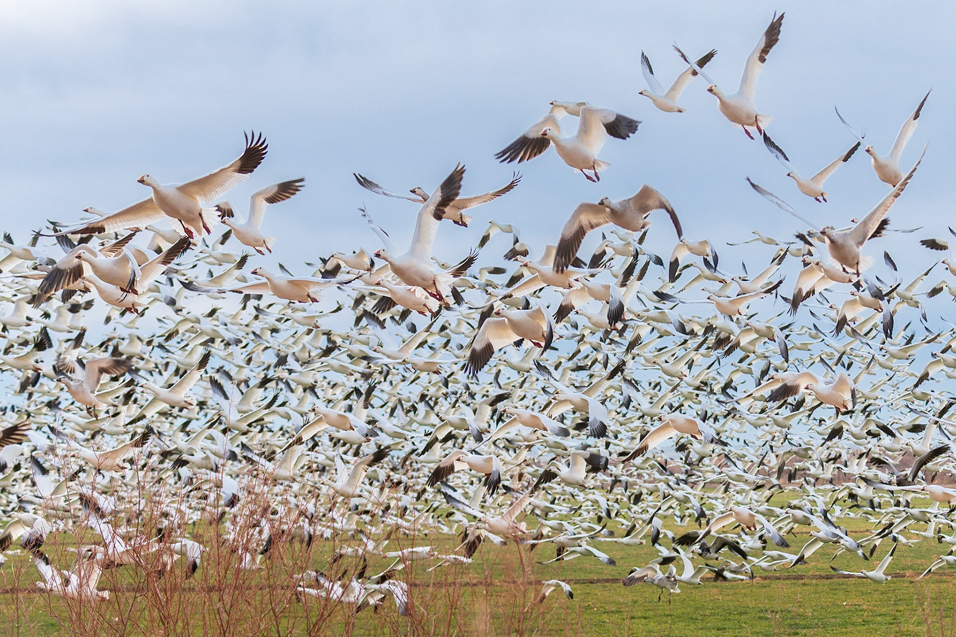 Snow Geese Blastoff!