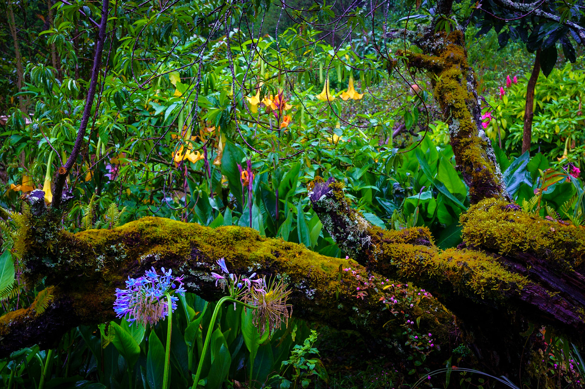 Flowery Costa Rican Scene
