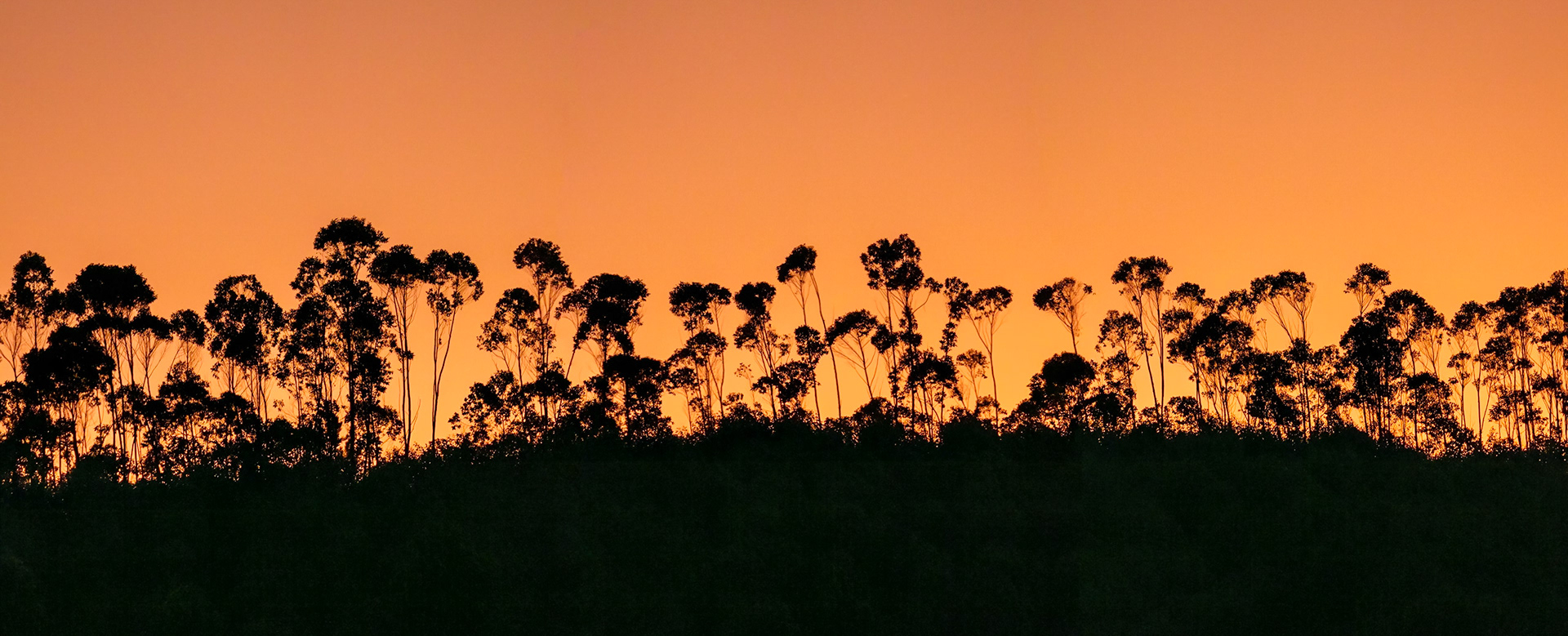 African Cypress Trees at Sunset