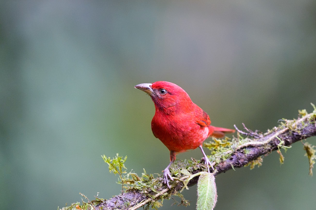 Summer tanager