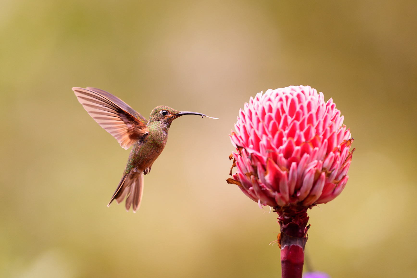 Pink-throated Brilliant