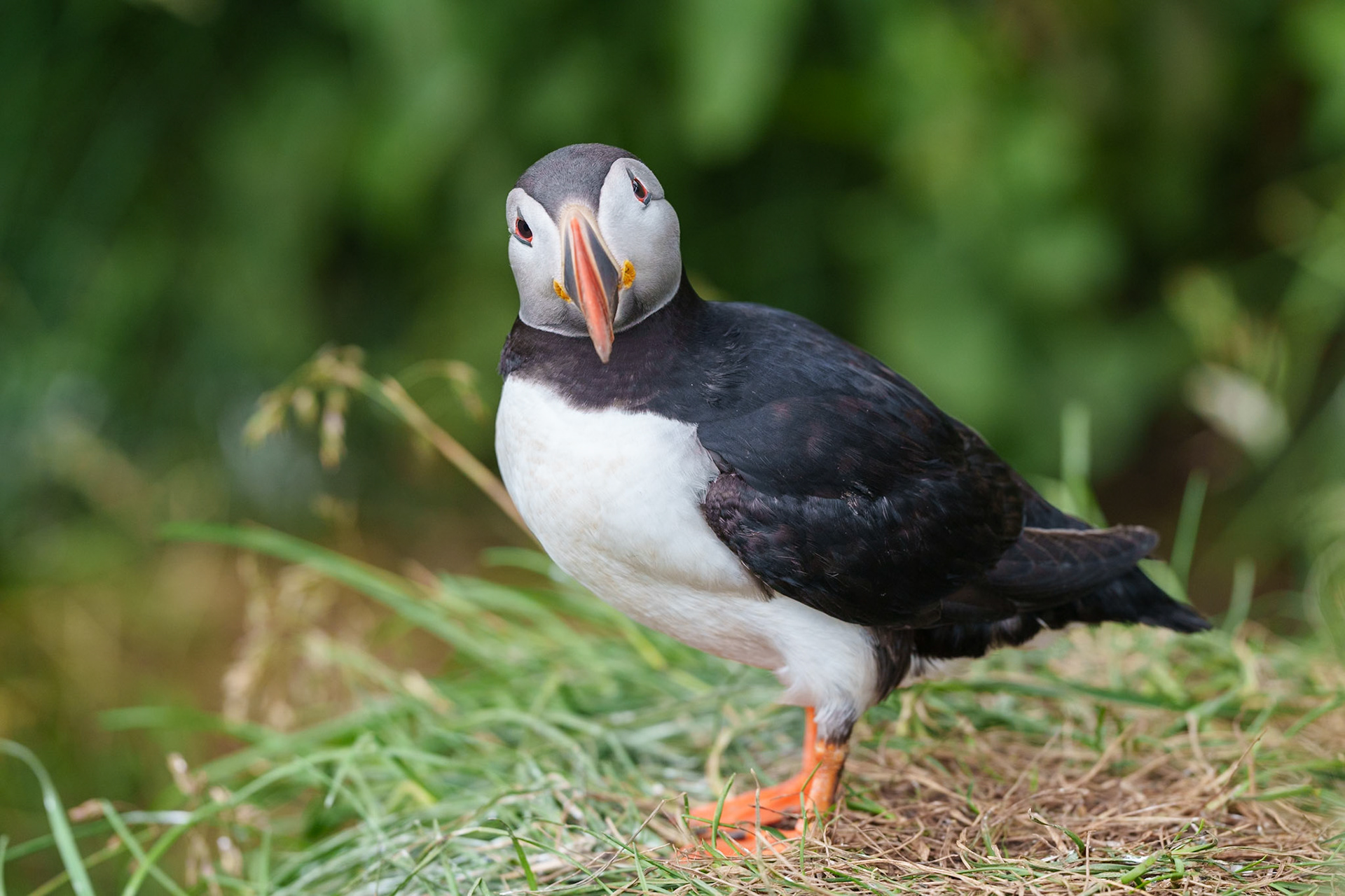 Atlantic Puffin