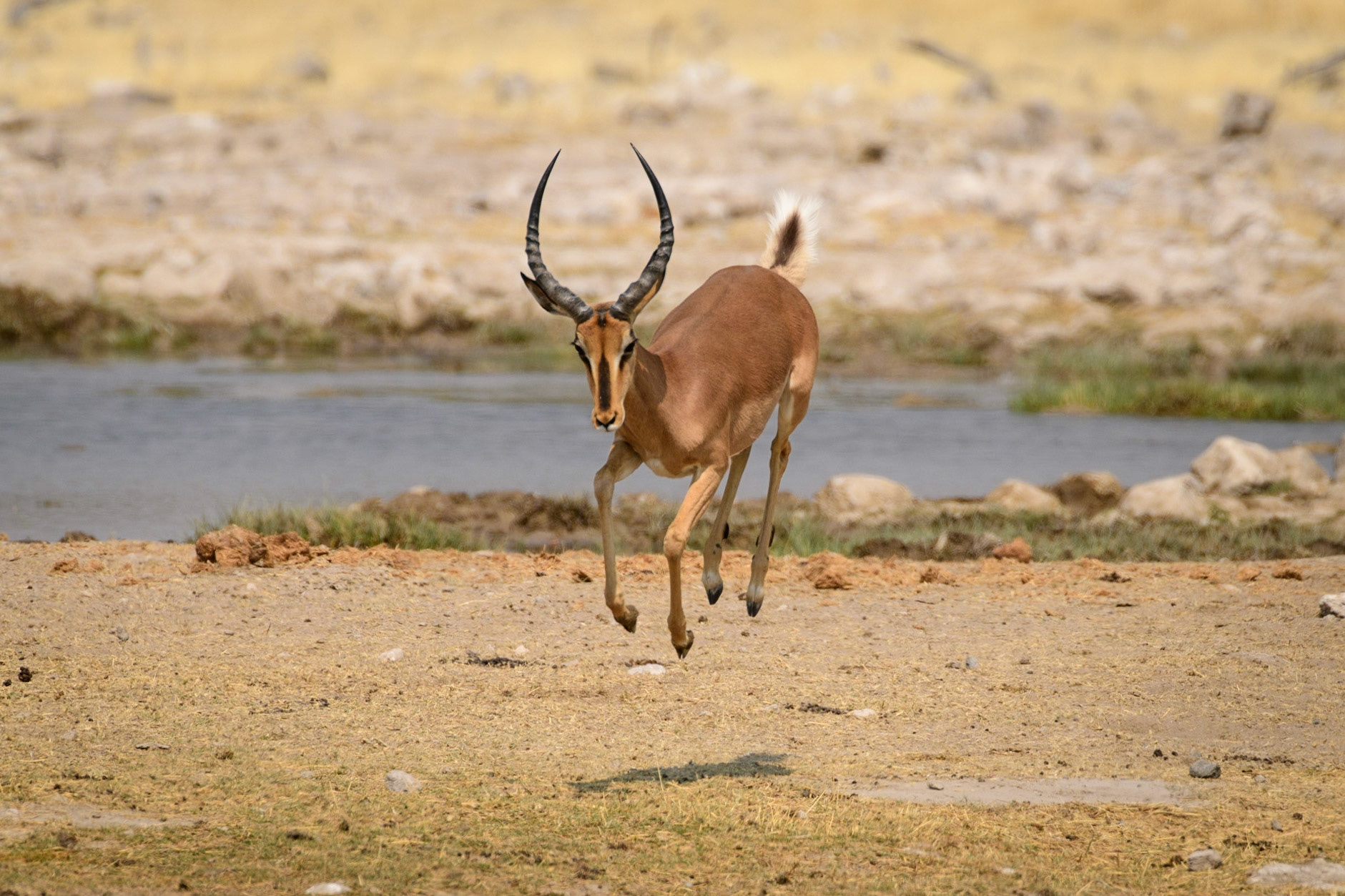Impala