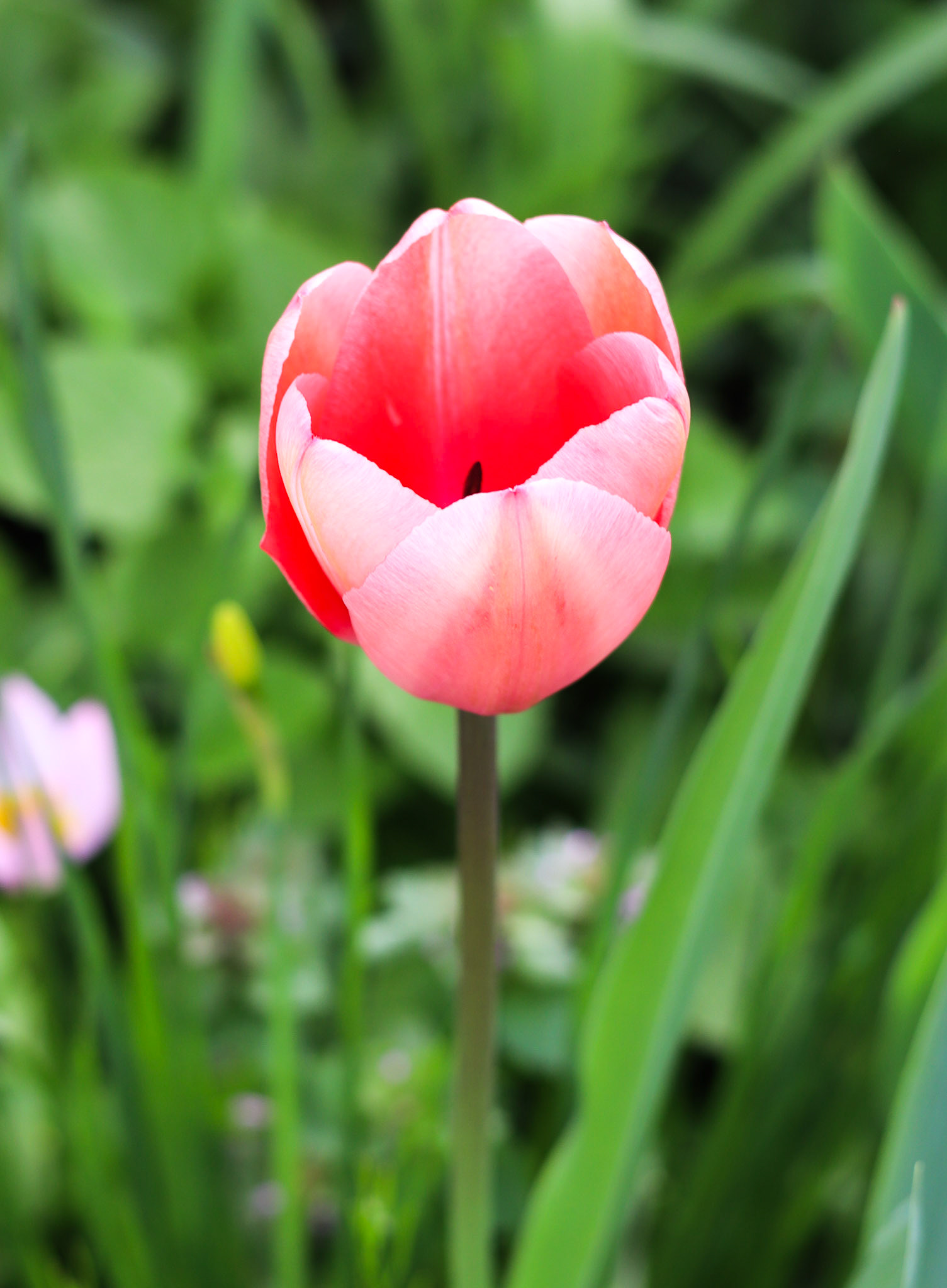 Red Tulip