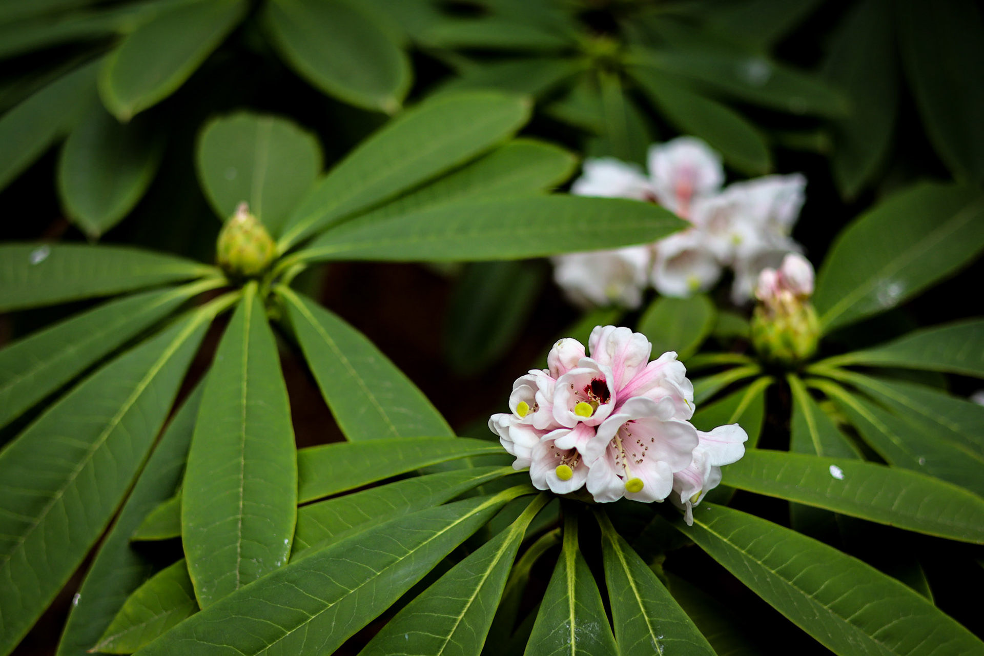 Blooming Rhododendron