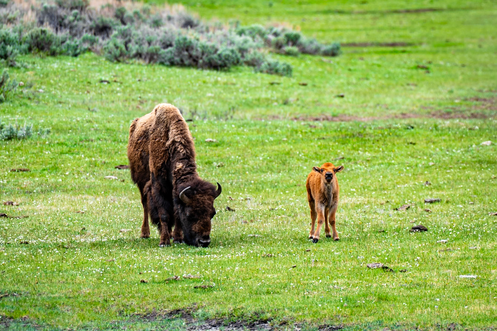 Yellowstone NP